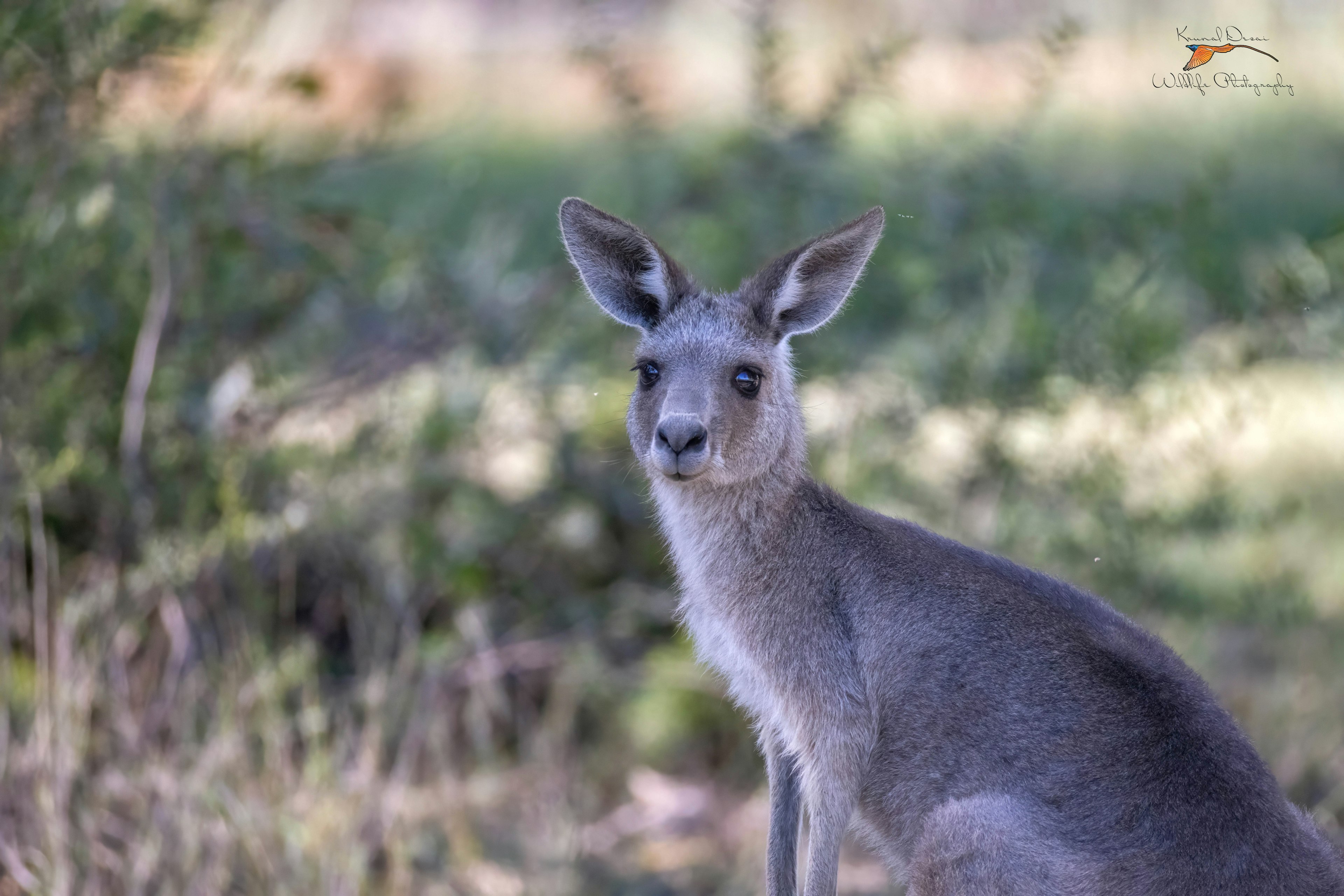 Eastern gray kangaroo