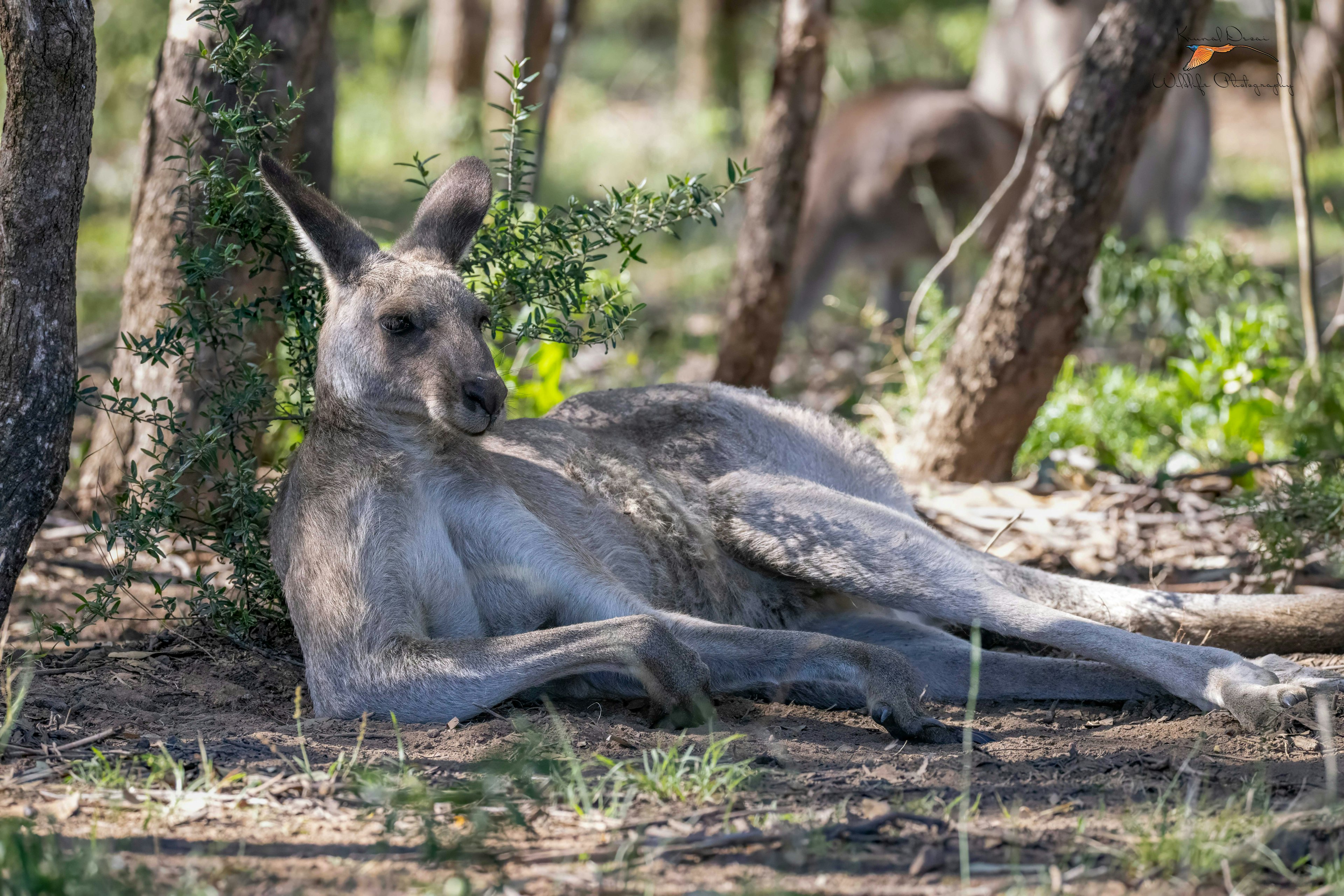 Eastern gray kangaroo