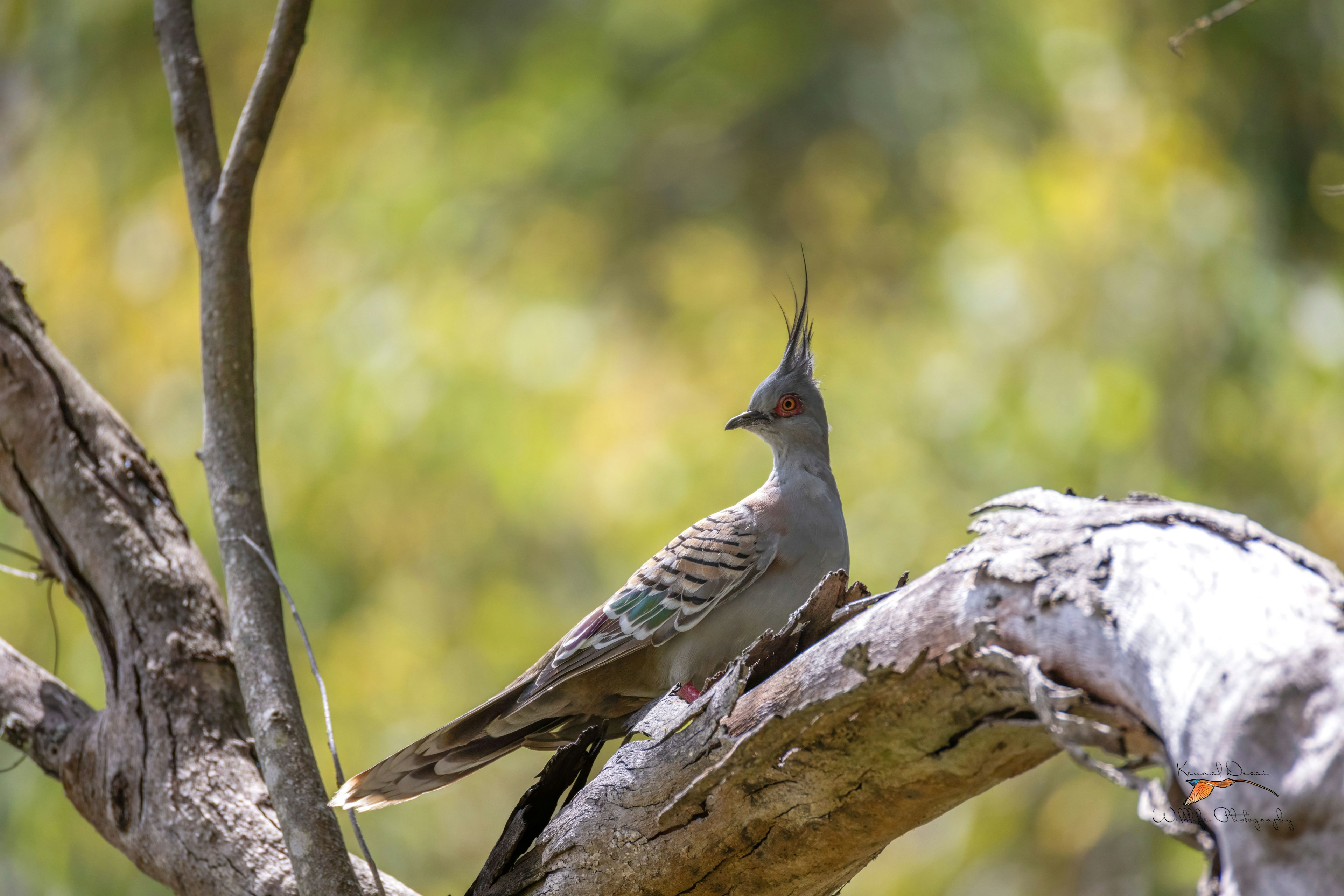 pigeon