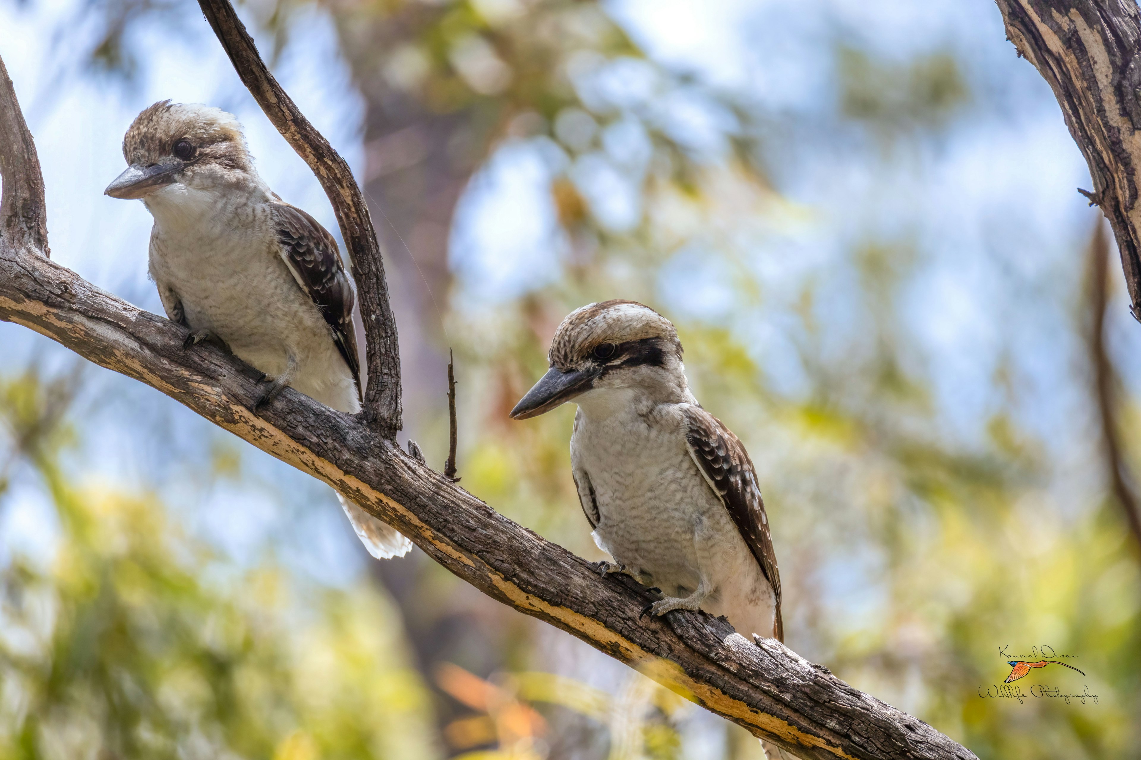 kookaburra