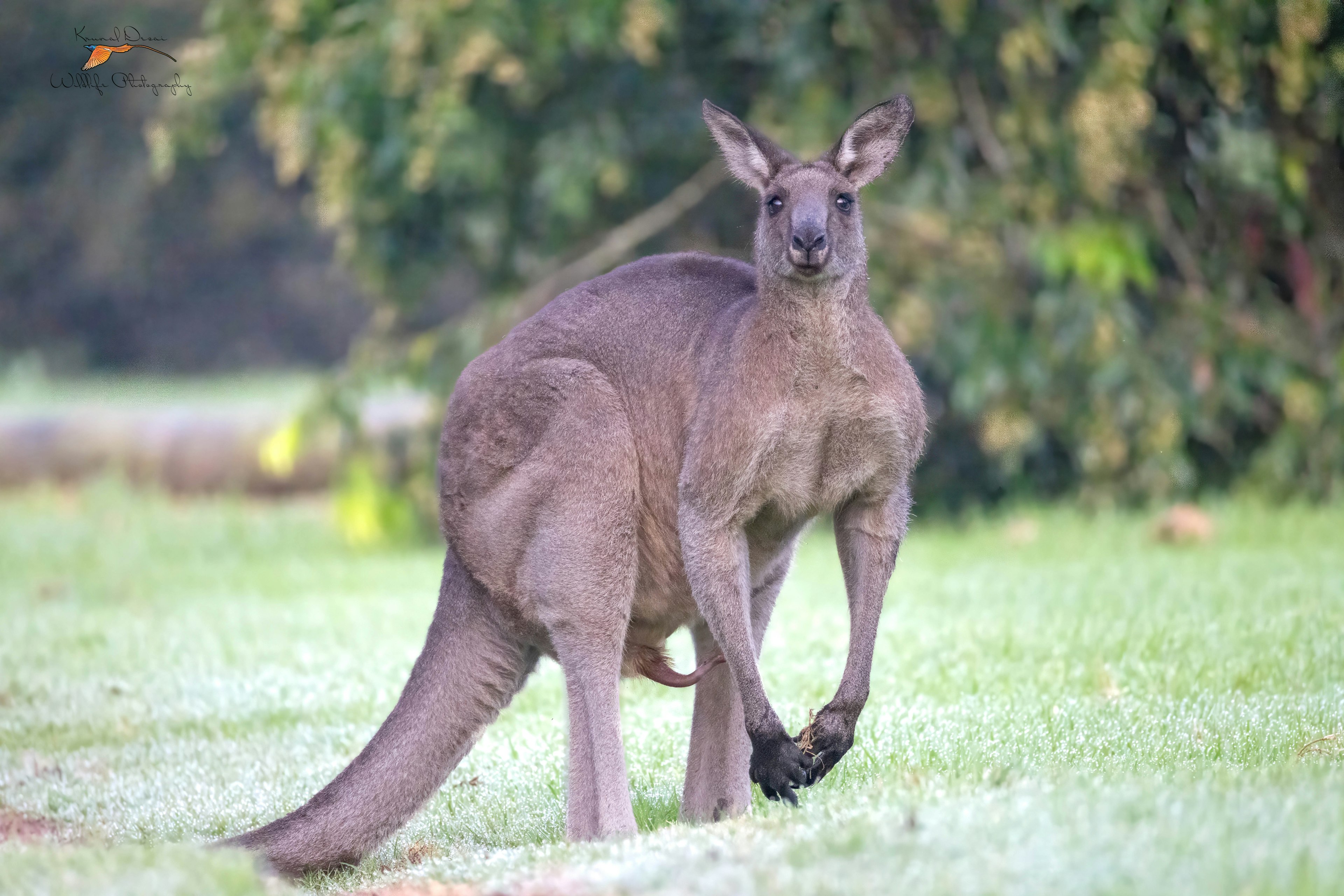 Eastern gray kangaroo