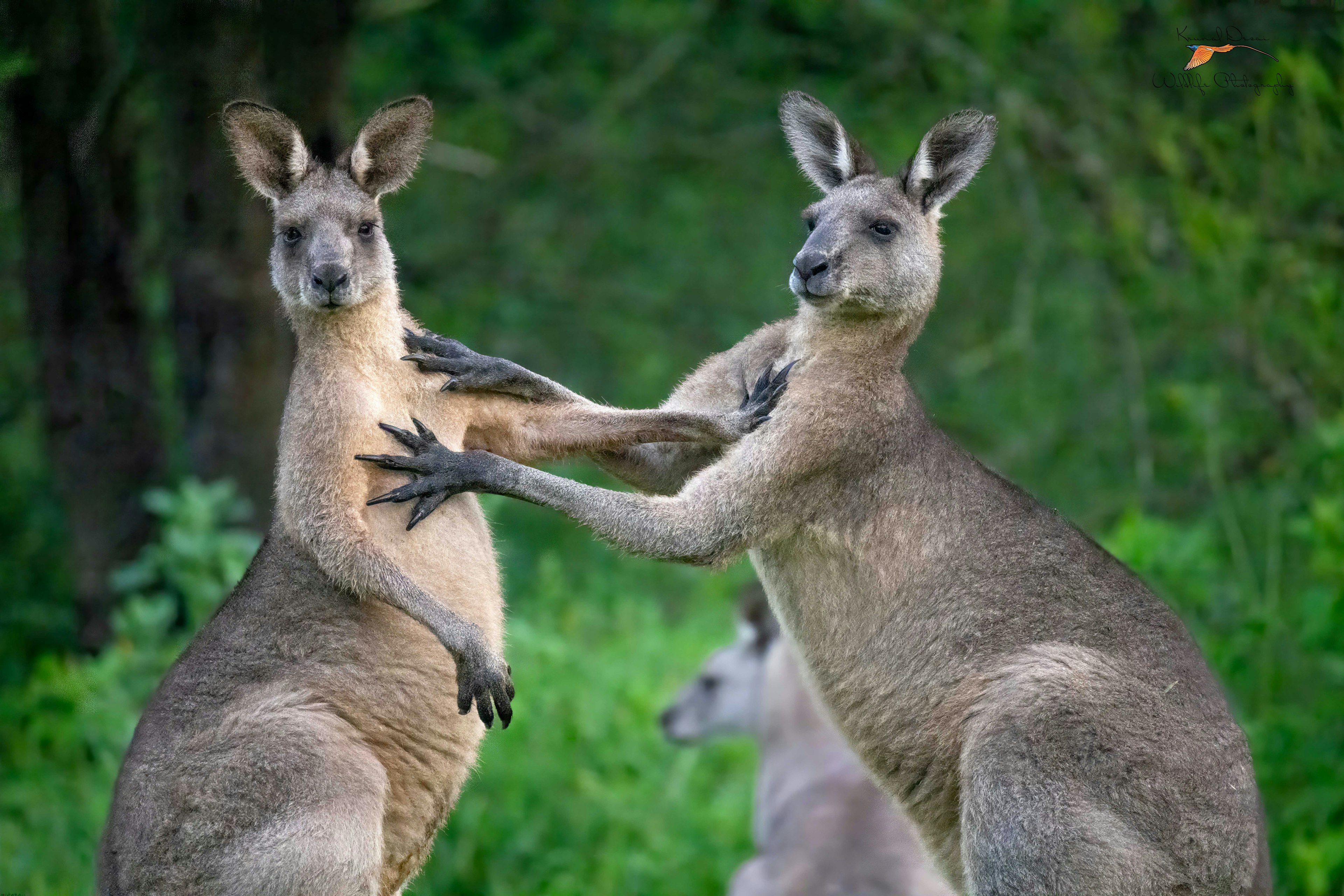 Eastern gray kangaroo