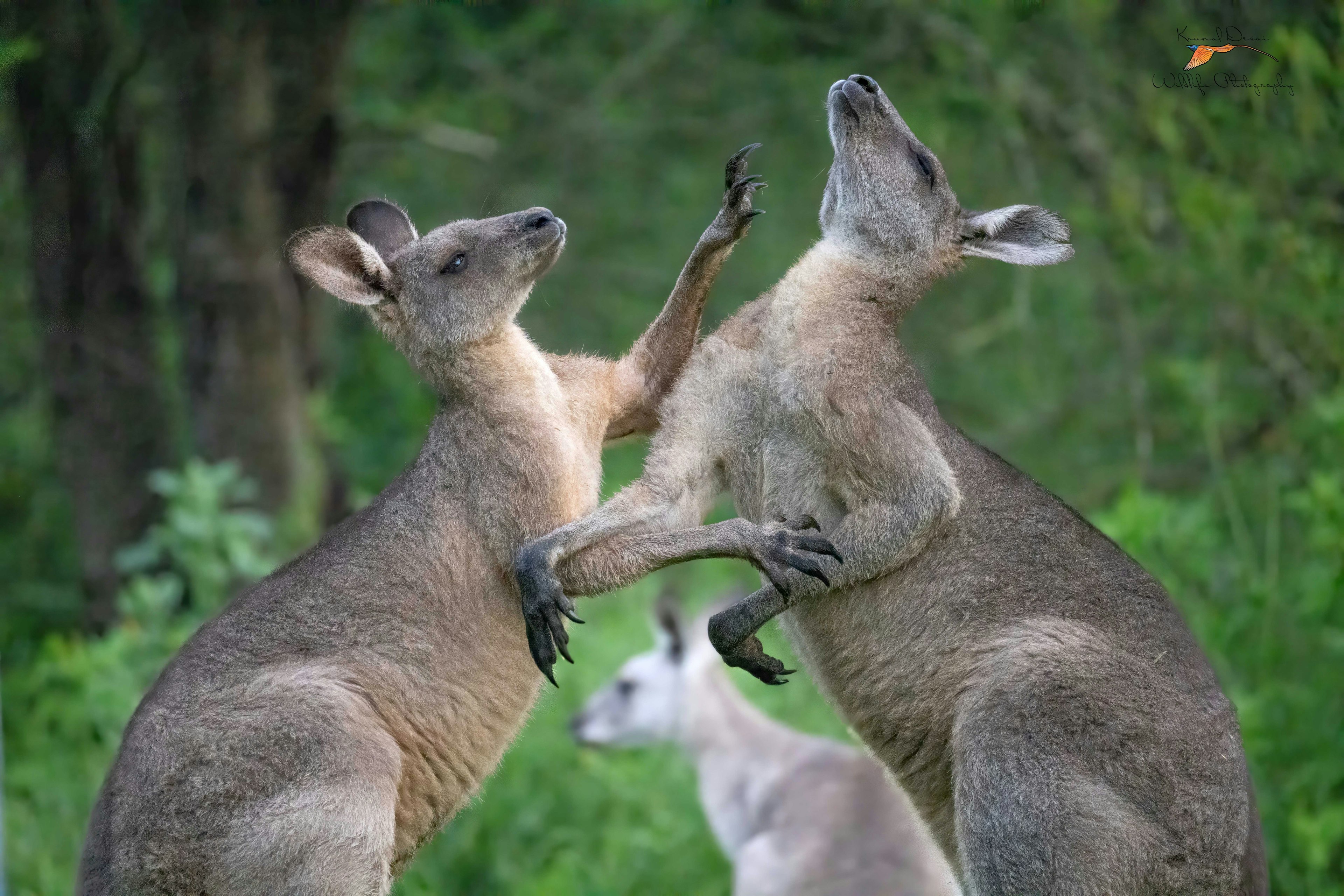 Eastern gray kangaroo