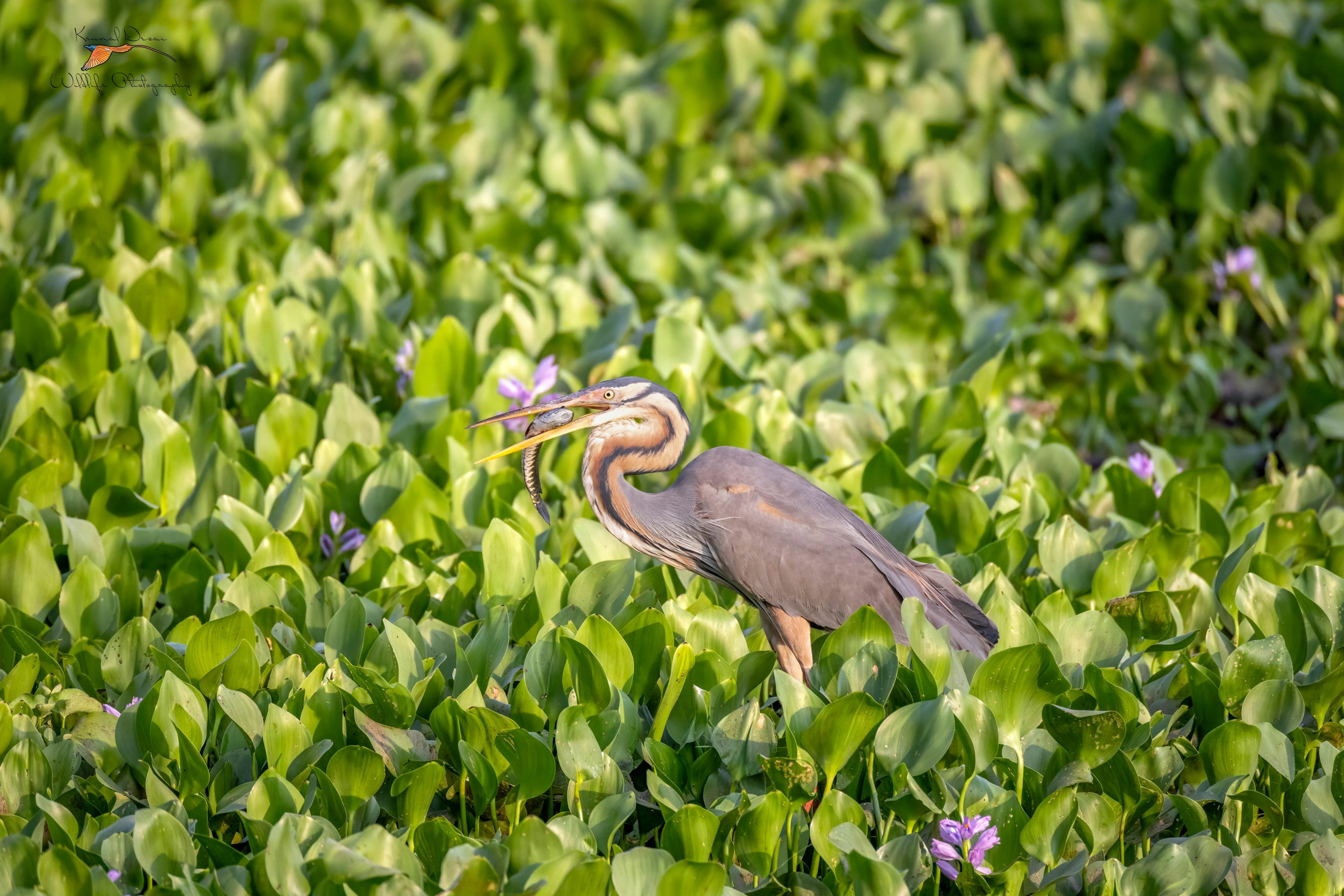 Purple heron