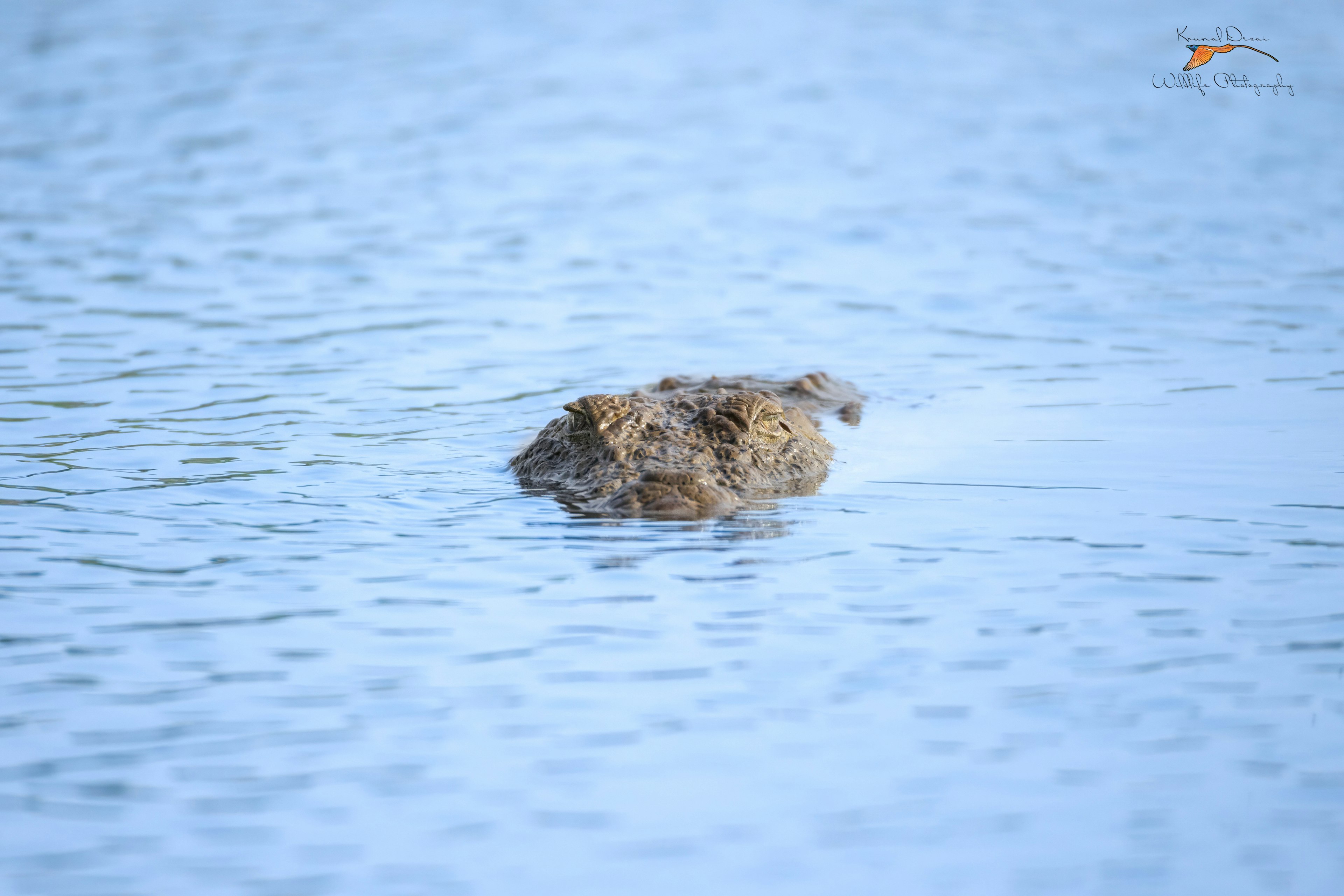 Mugger crocodile