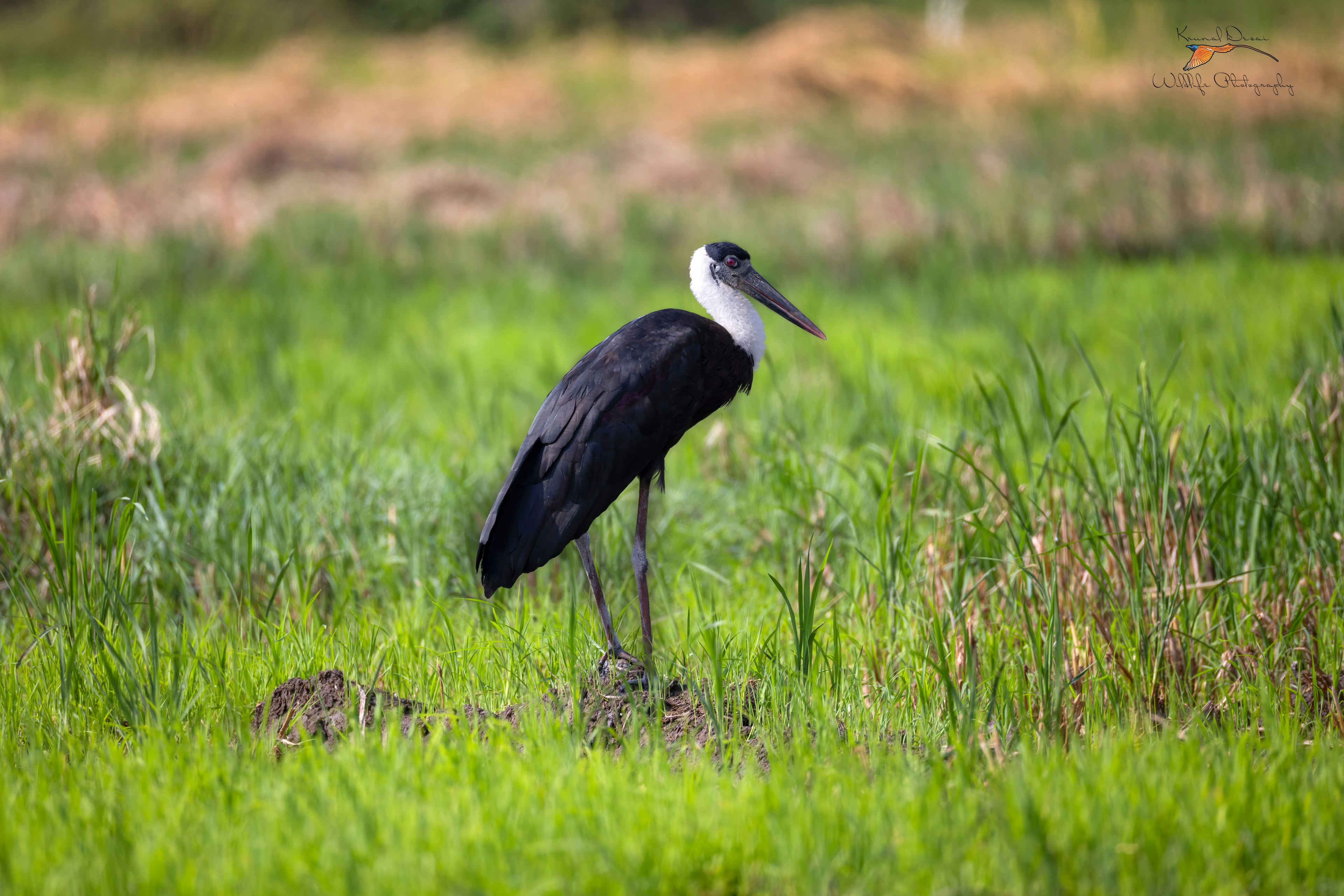 Woolly-necked stork