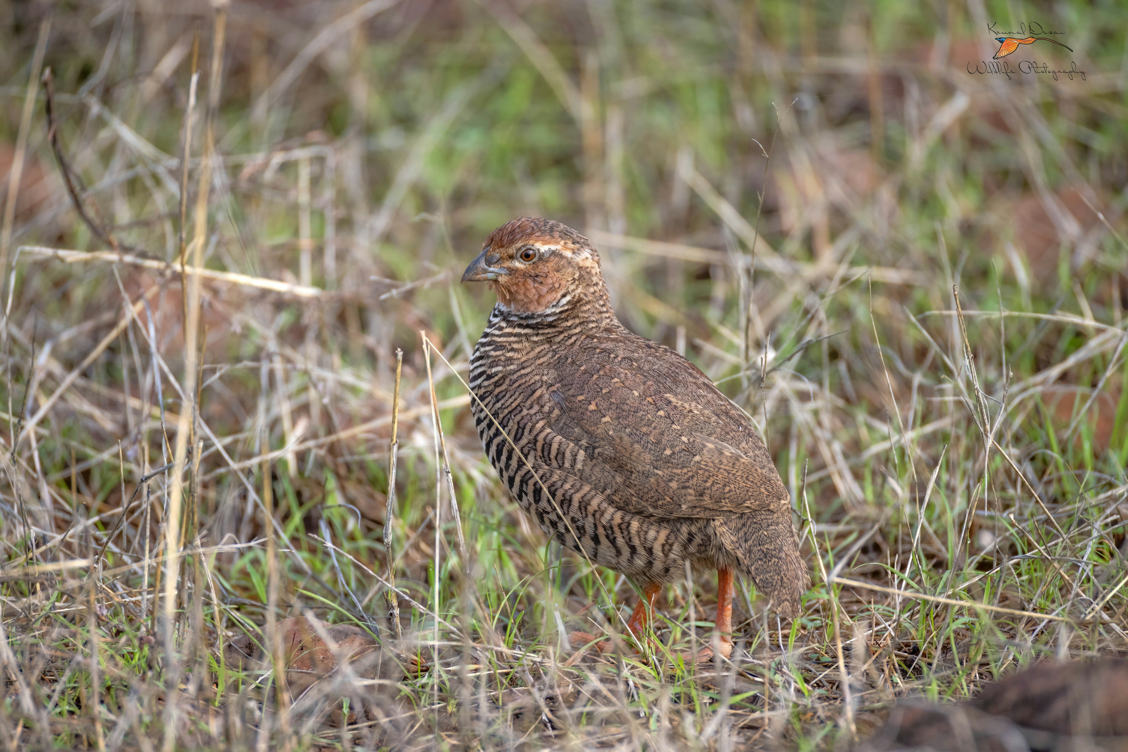 quail