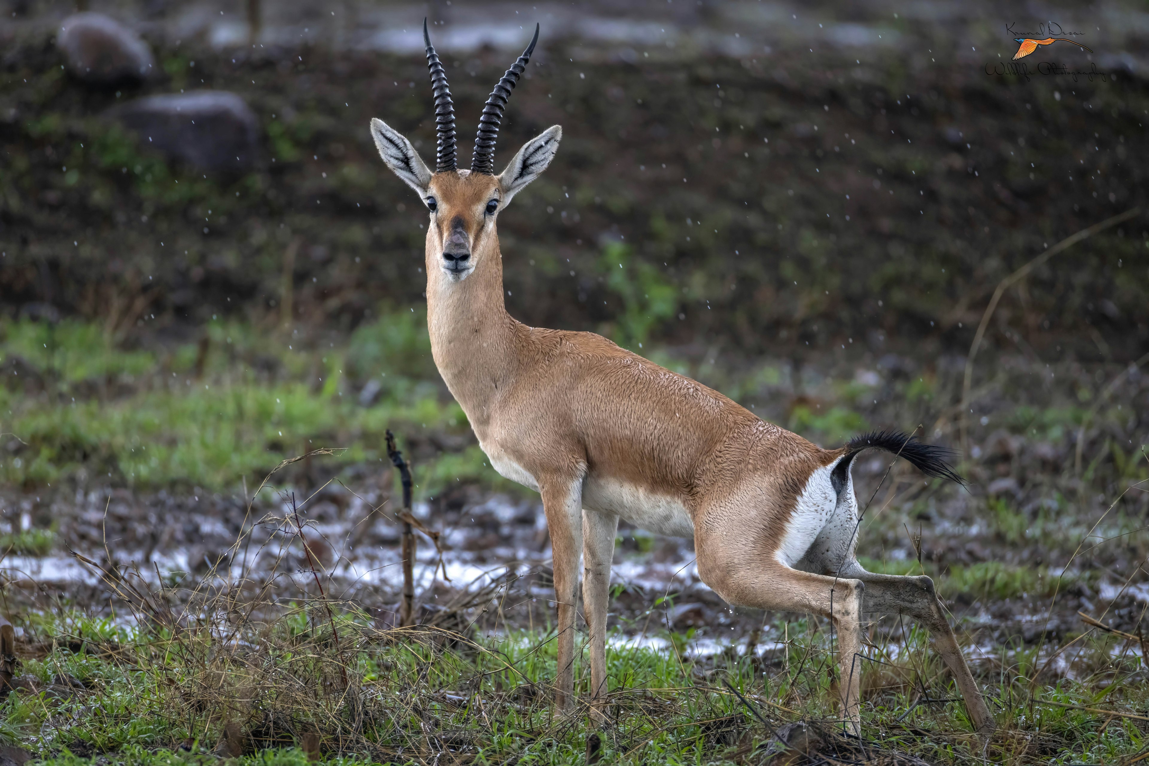 chinkara