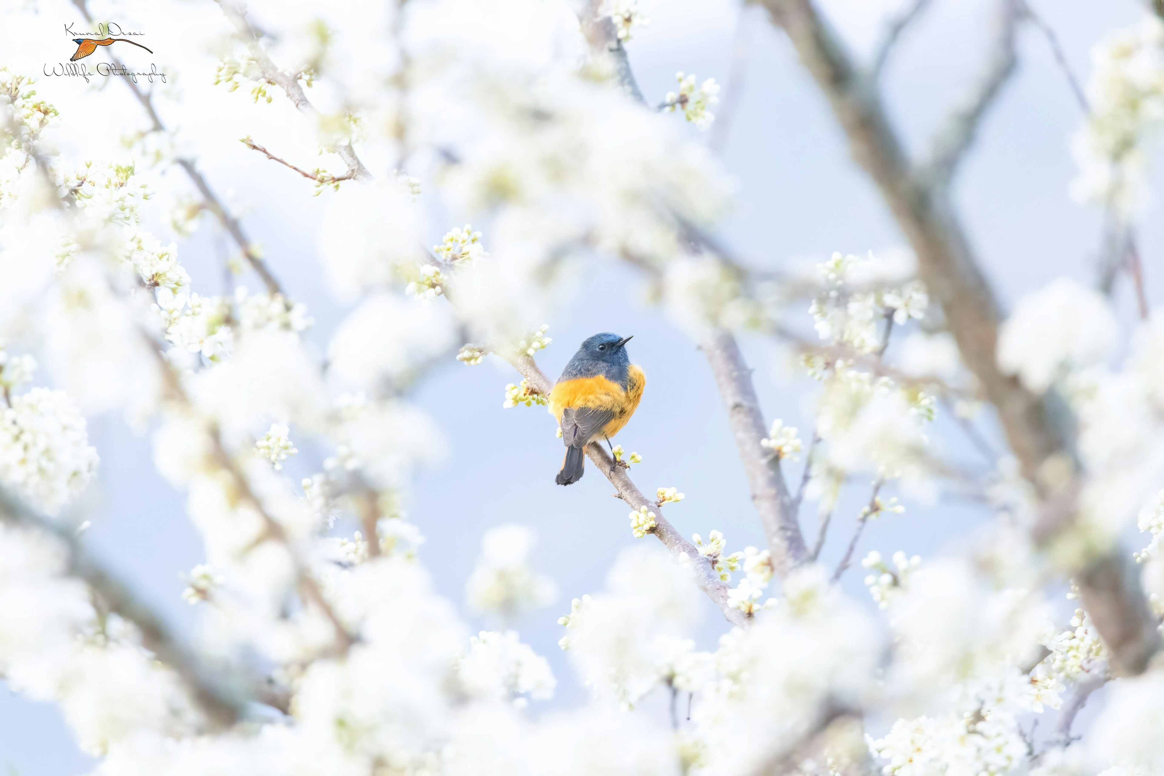 Blue-fronted redstart