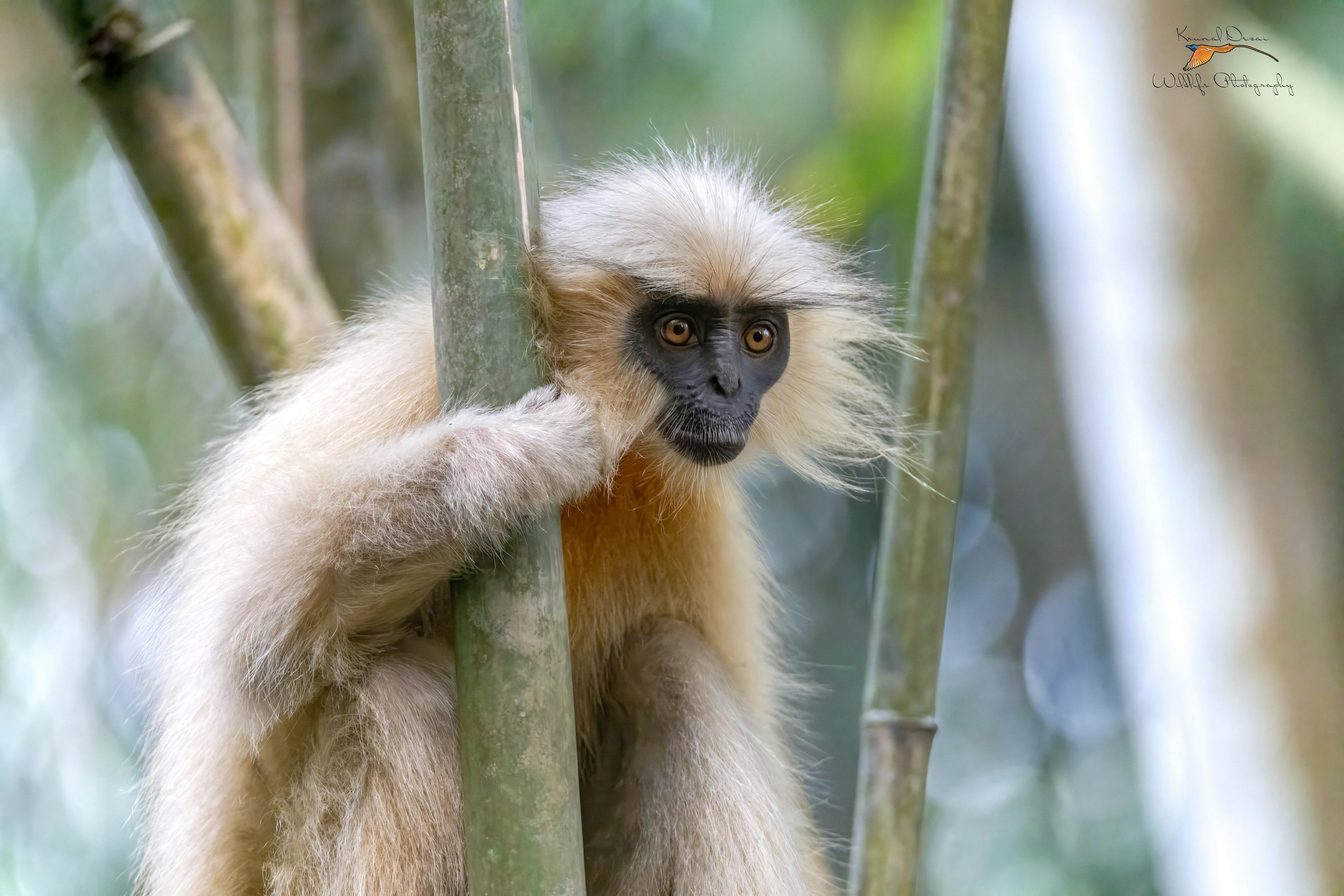 Golden langur