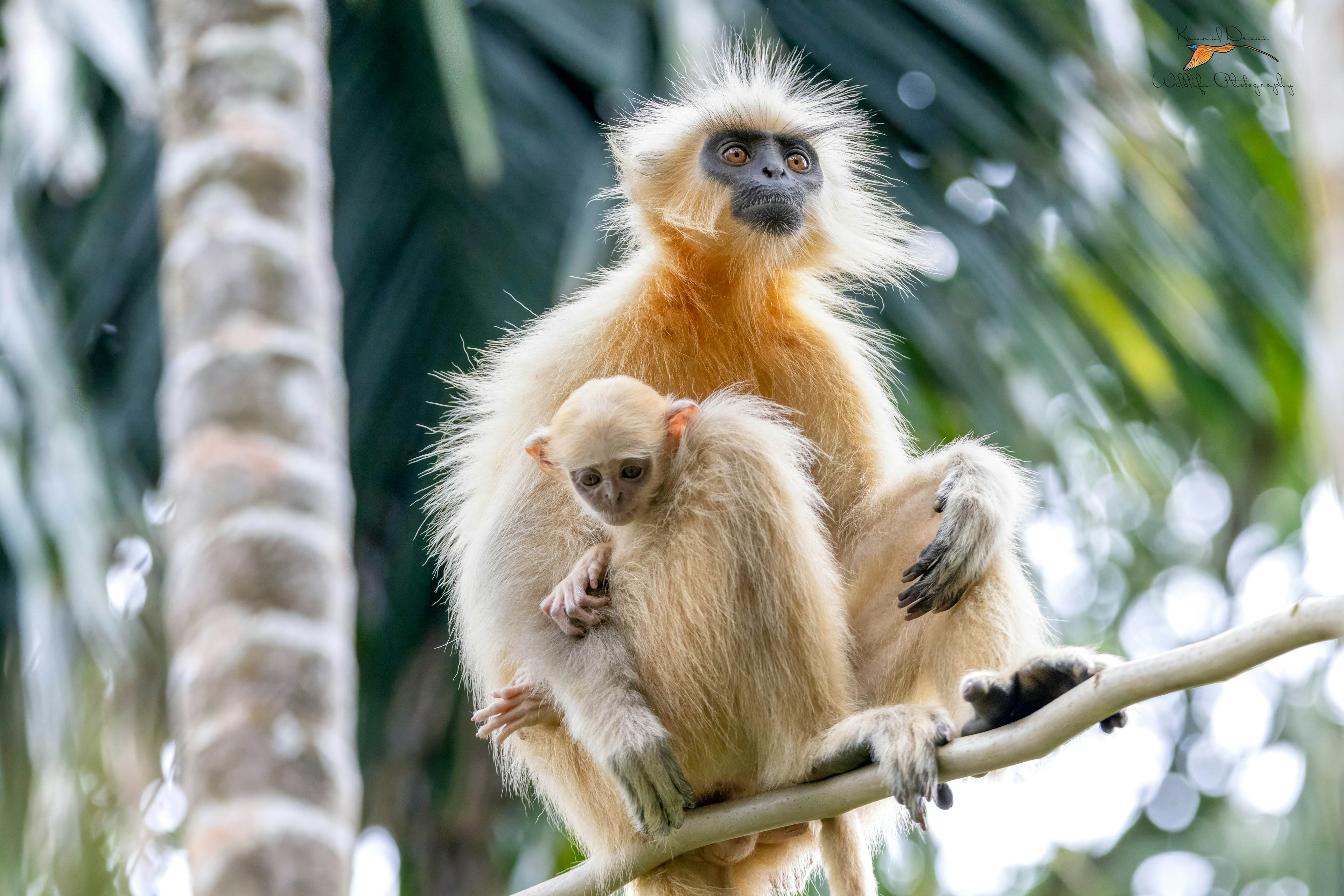 Golden langur