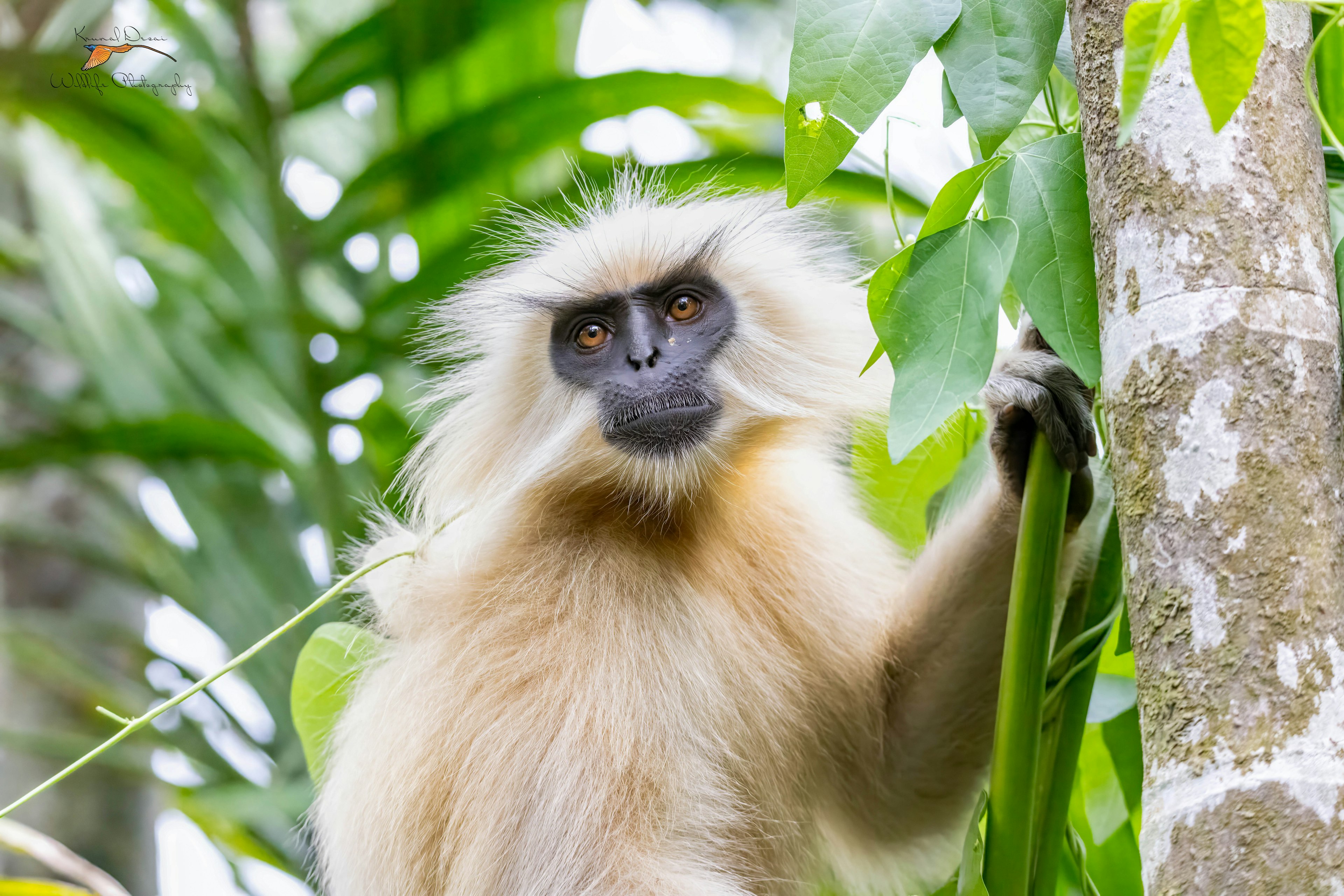 Golden langur