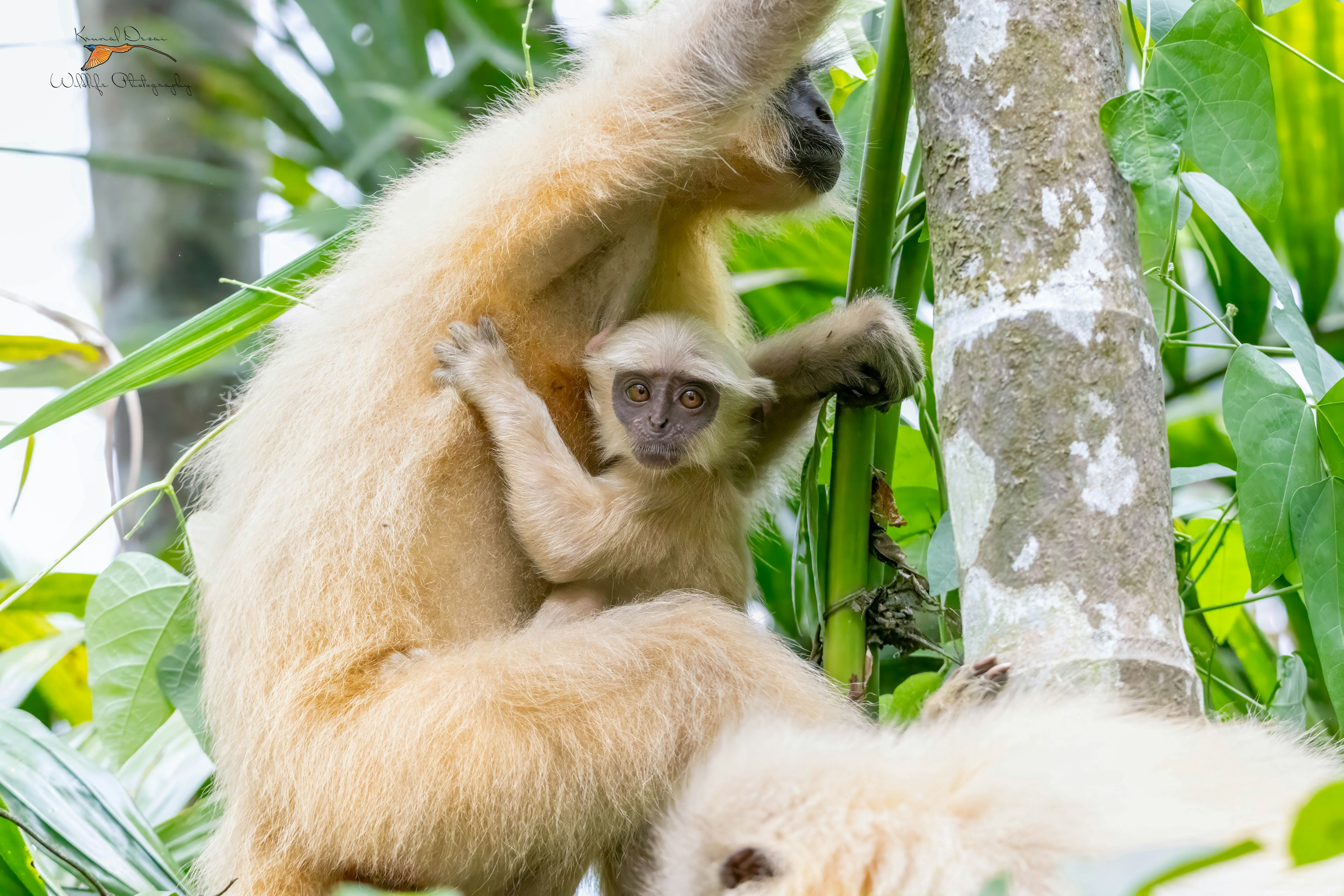 Golden langur