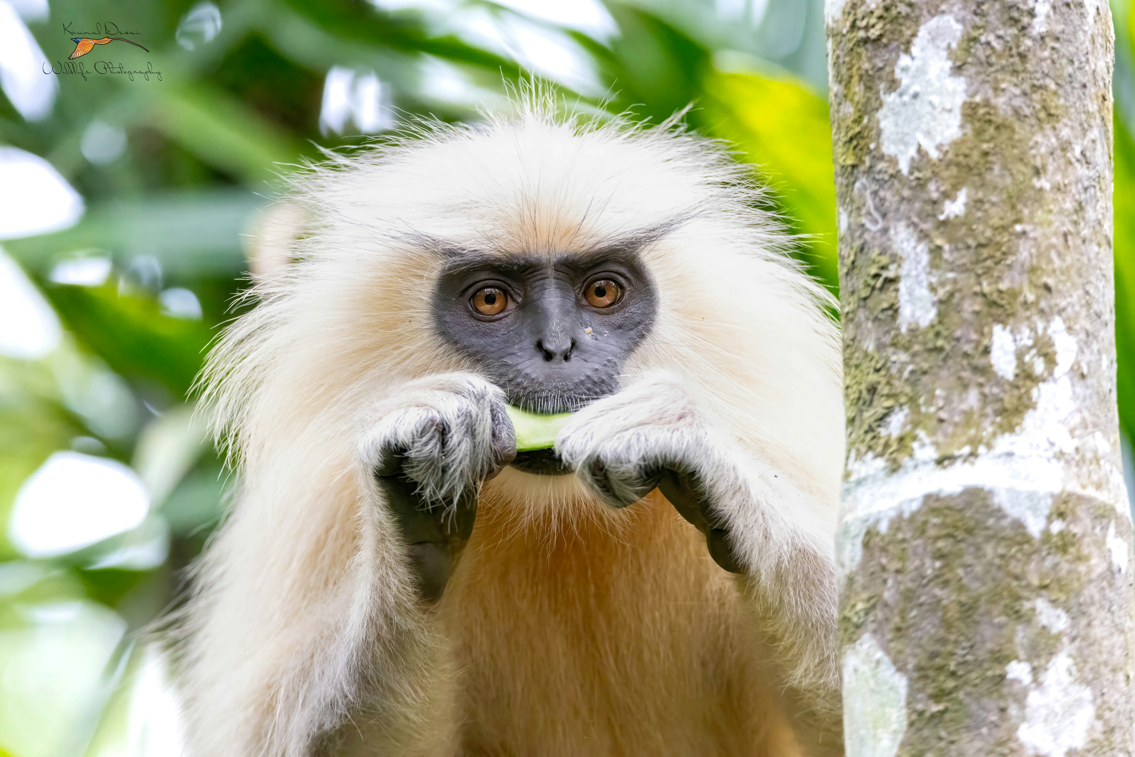 Golden langur