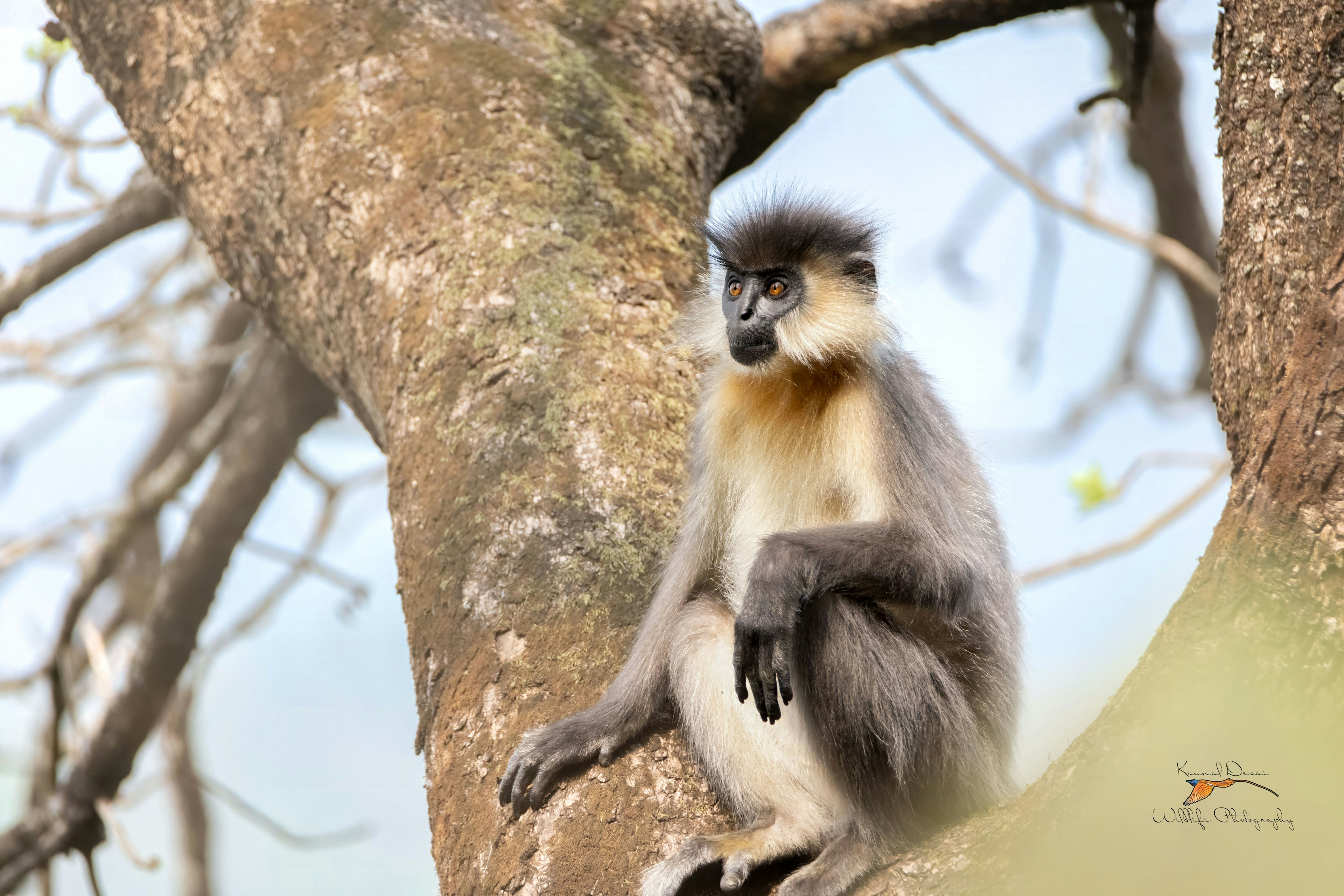 Capped langur