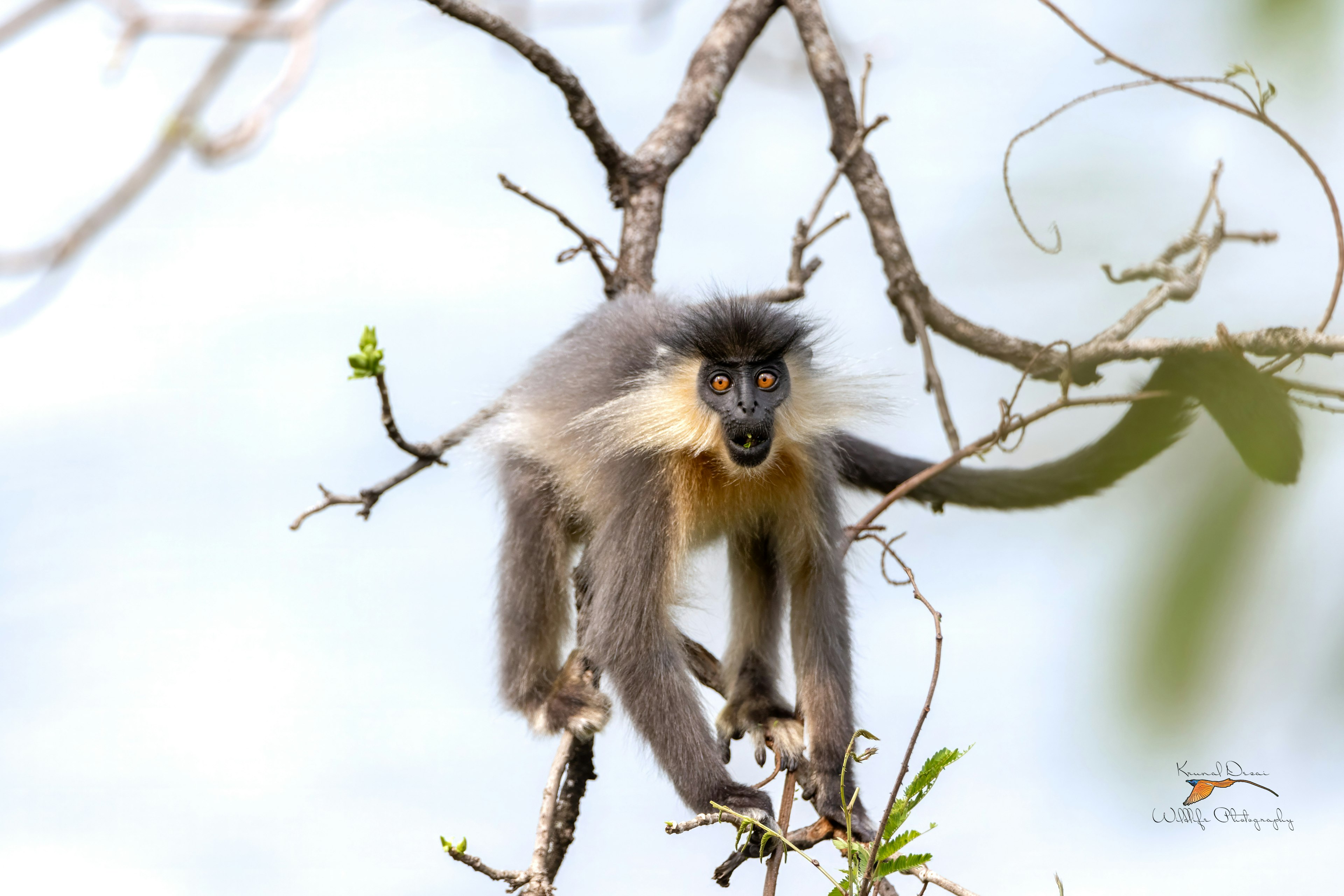 Capped langur