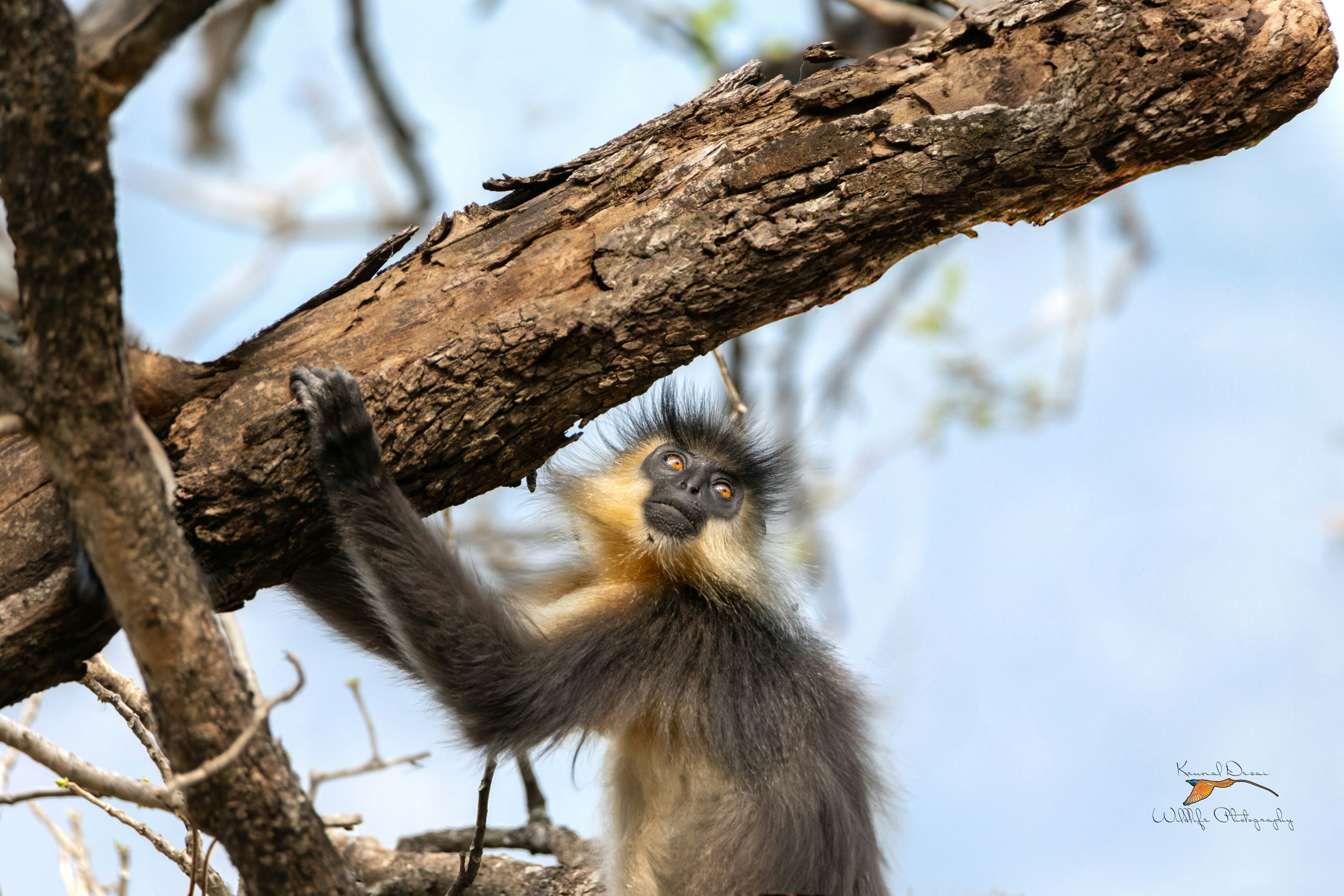 Capped langur