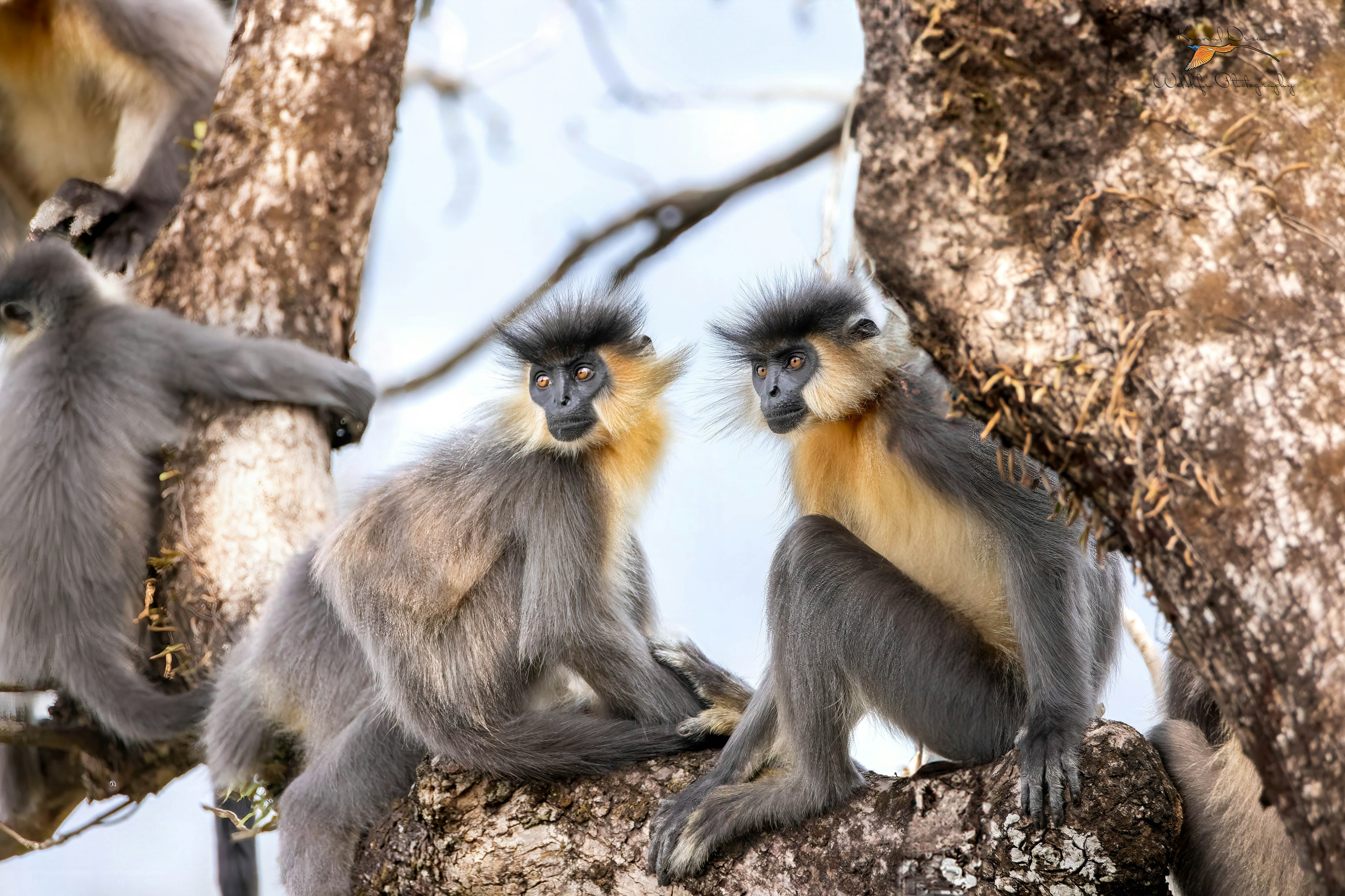 Capped langur