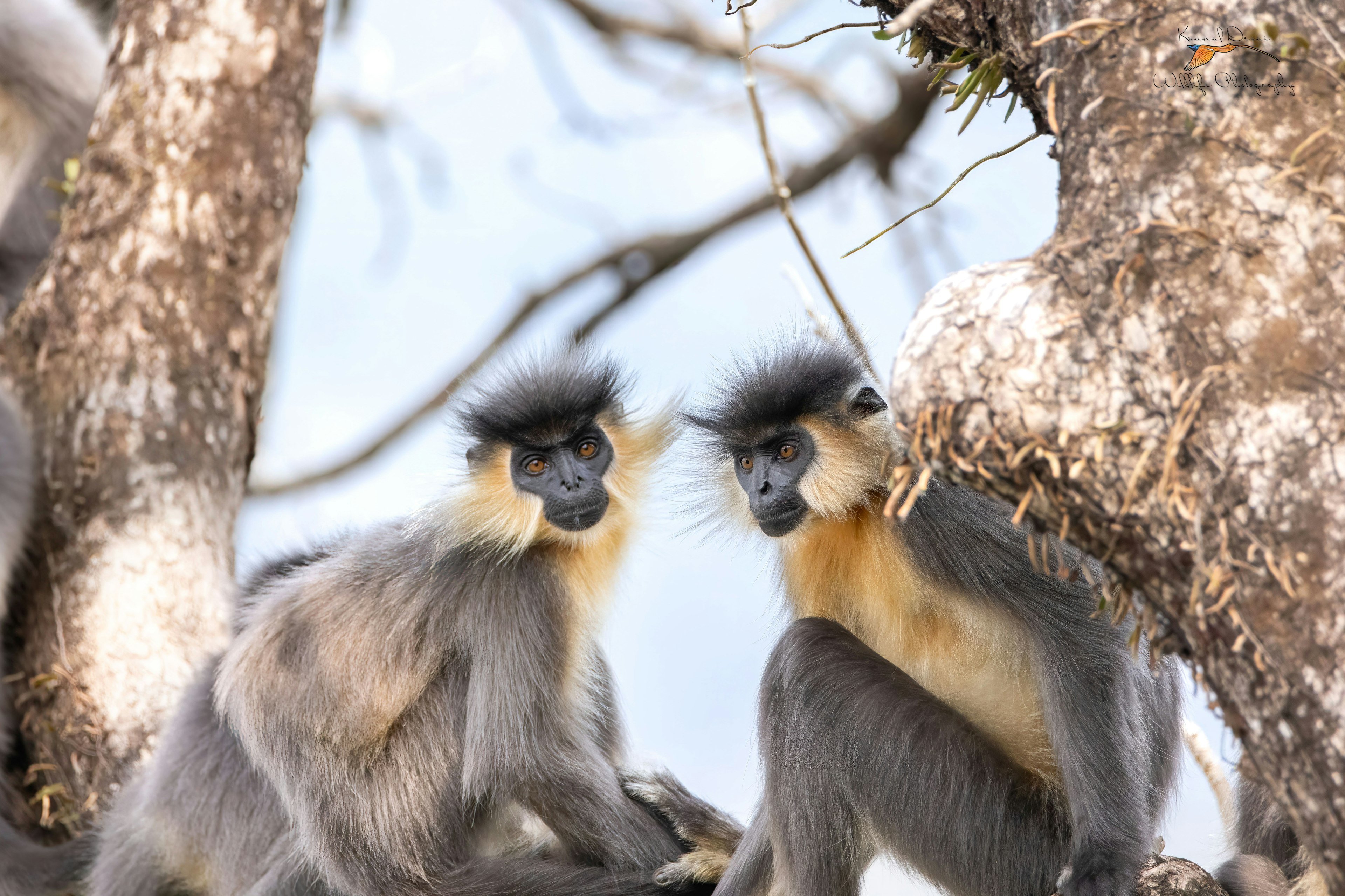 Capped langur