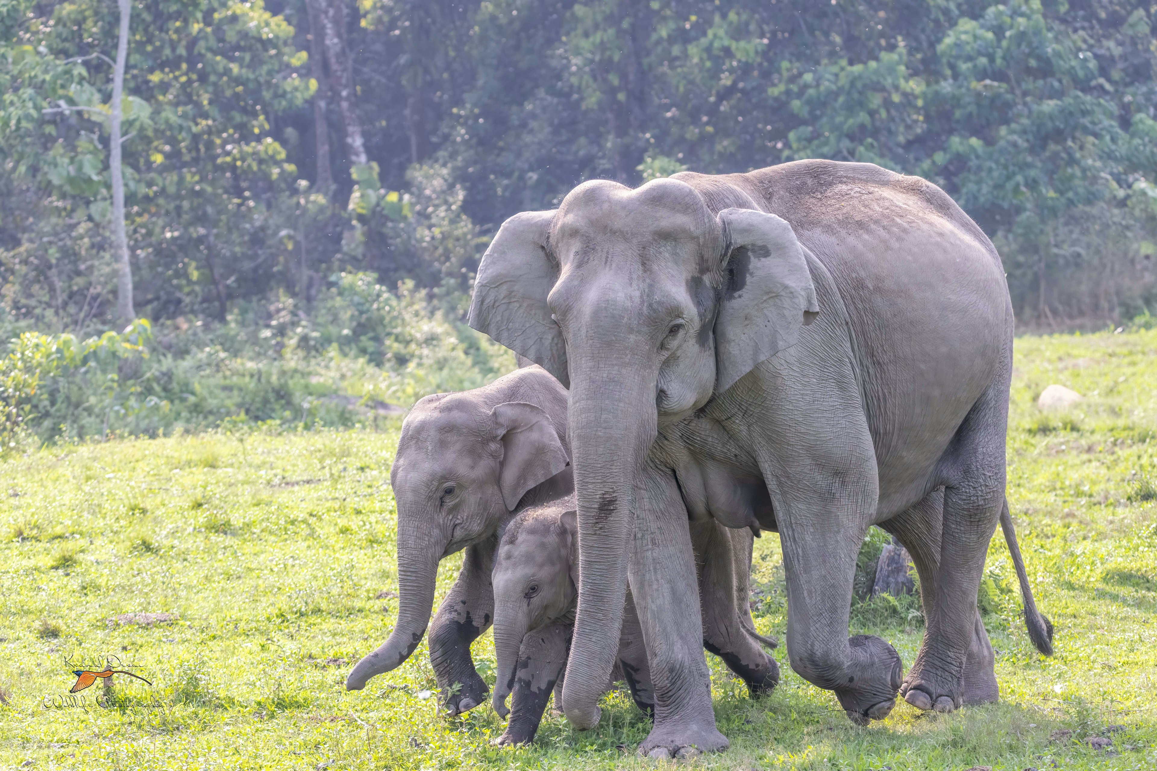 Indian elephant