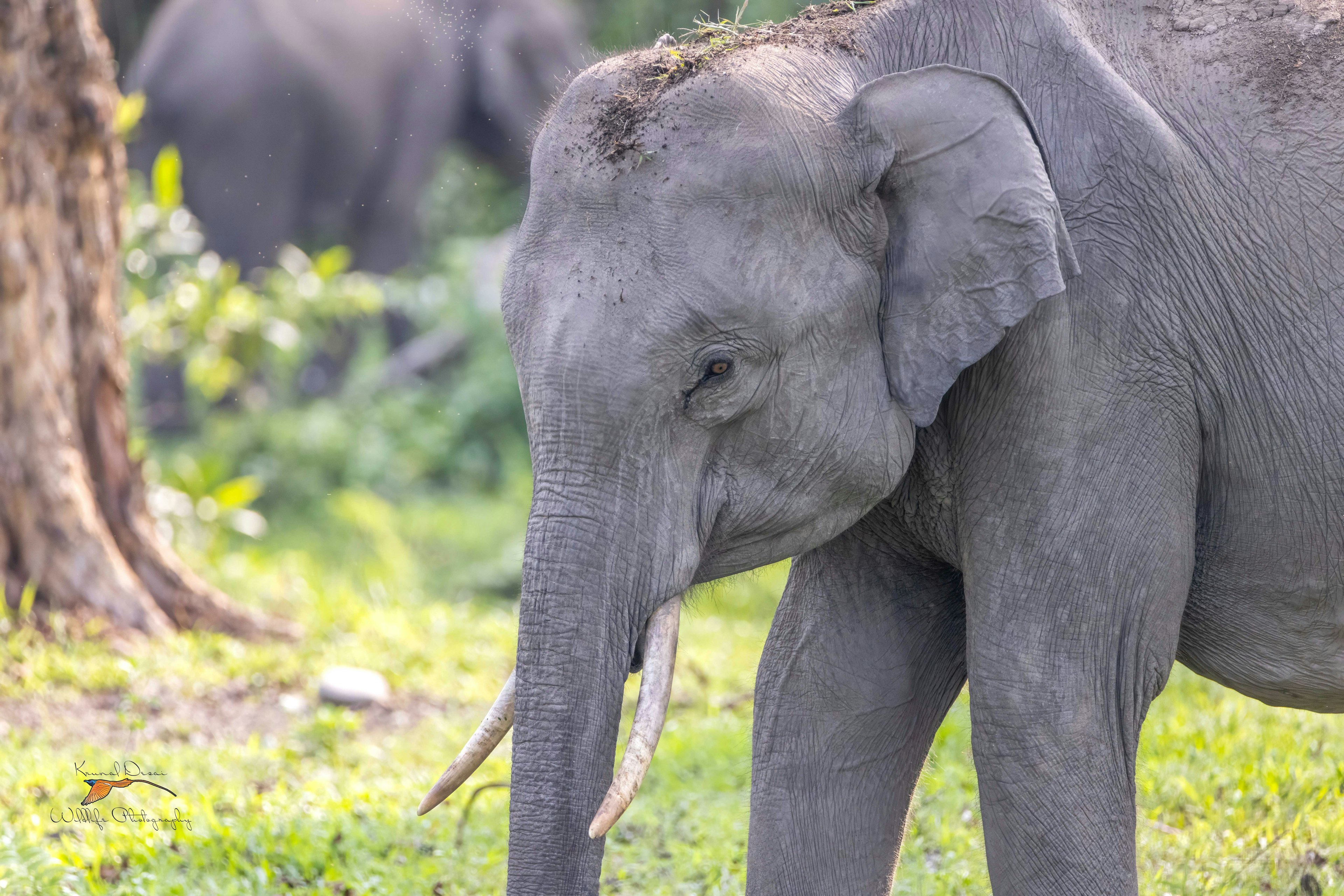 Indian elephant