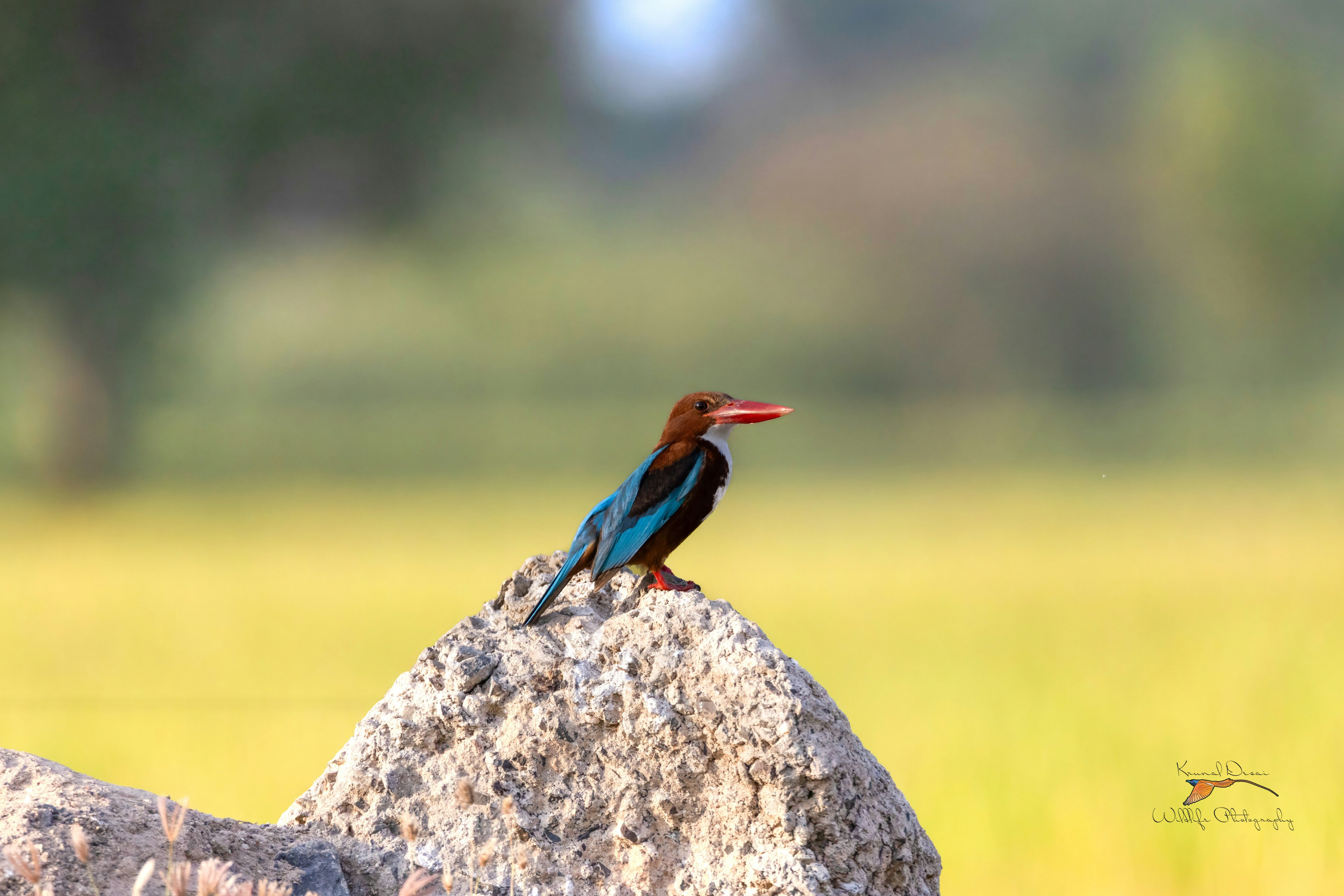 White-throated kingfisher