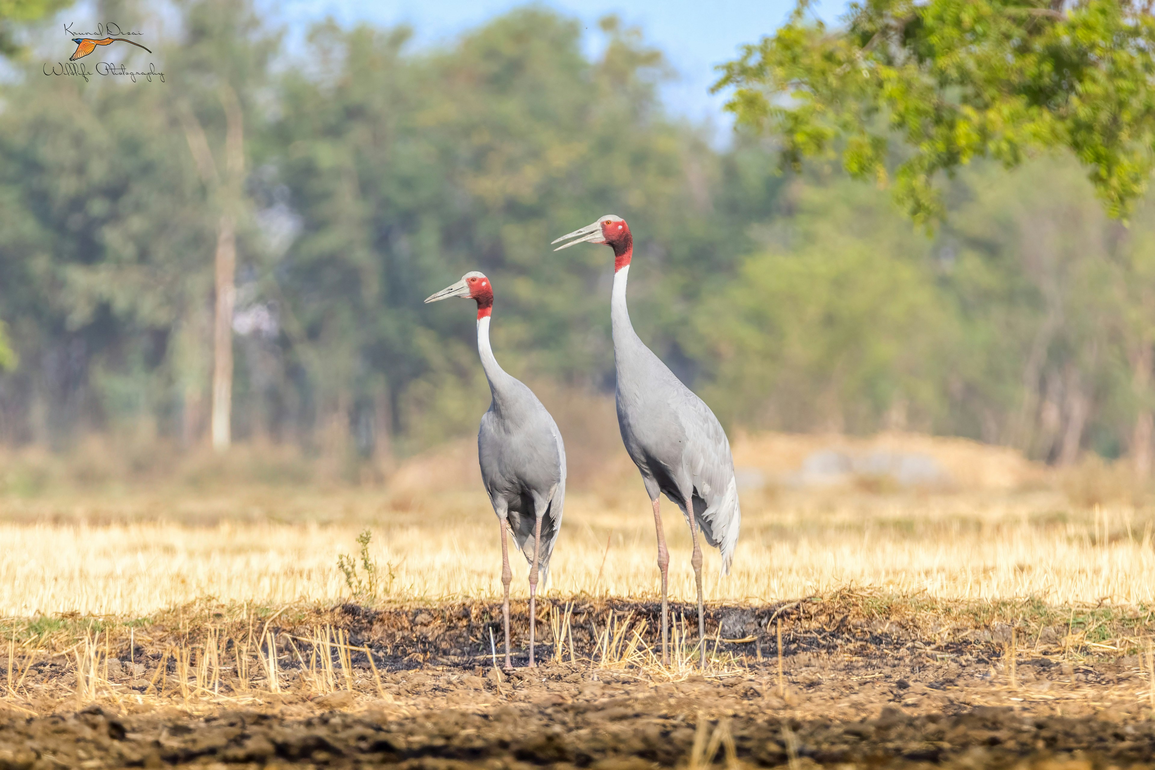 Sarus crane