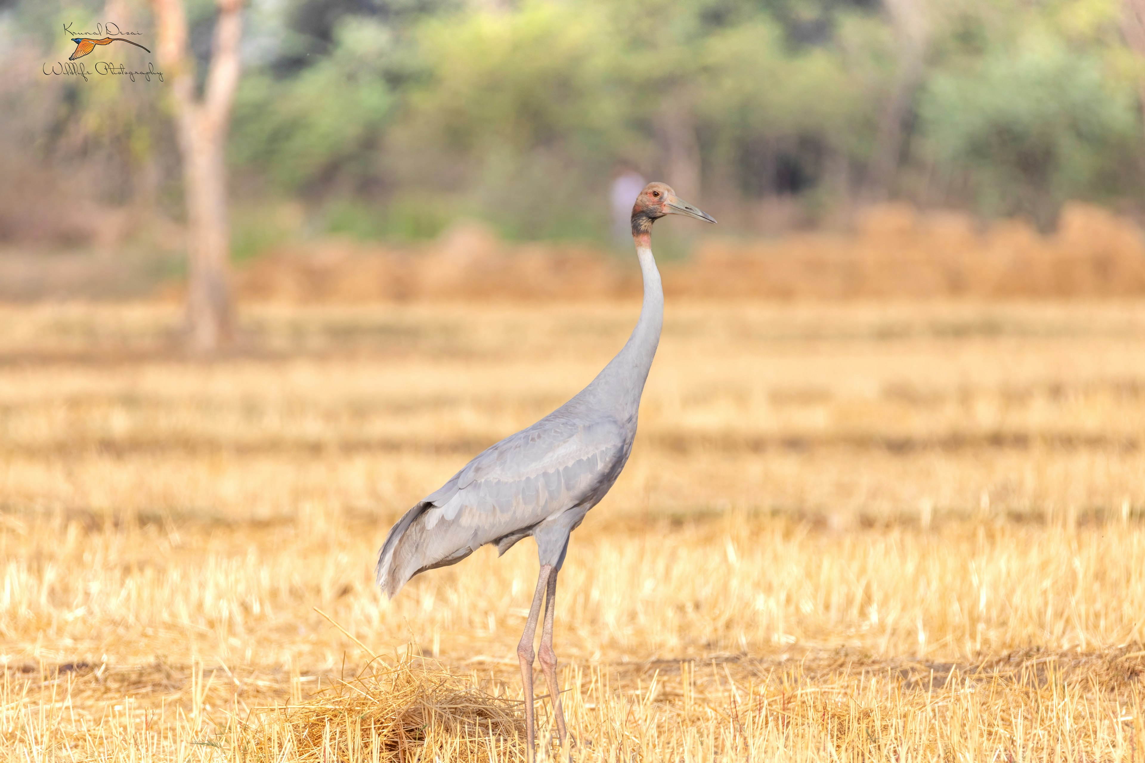 Sarus crane