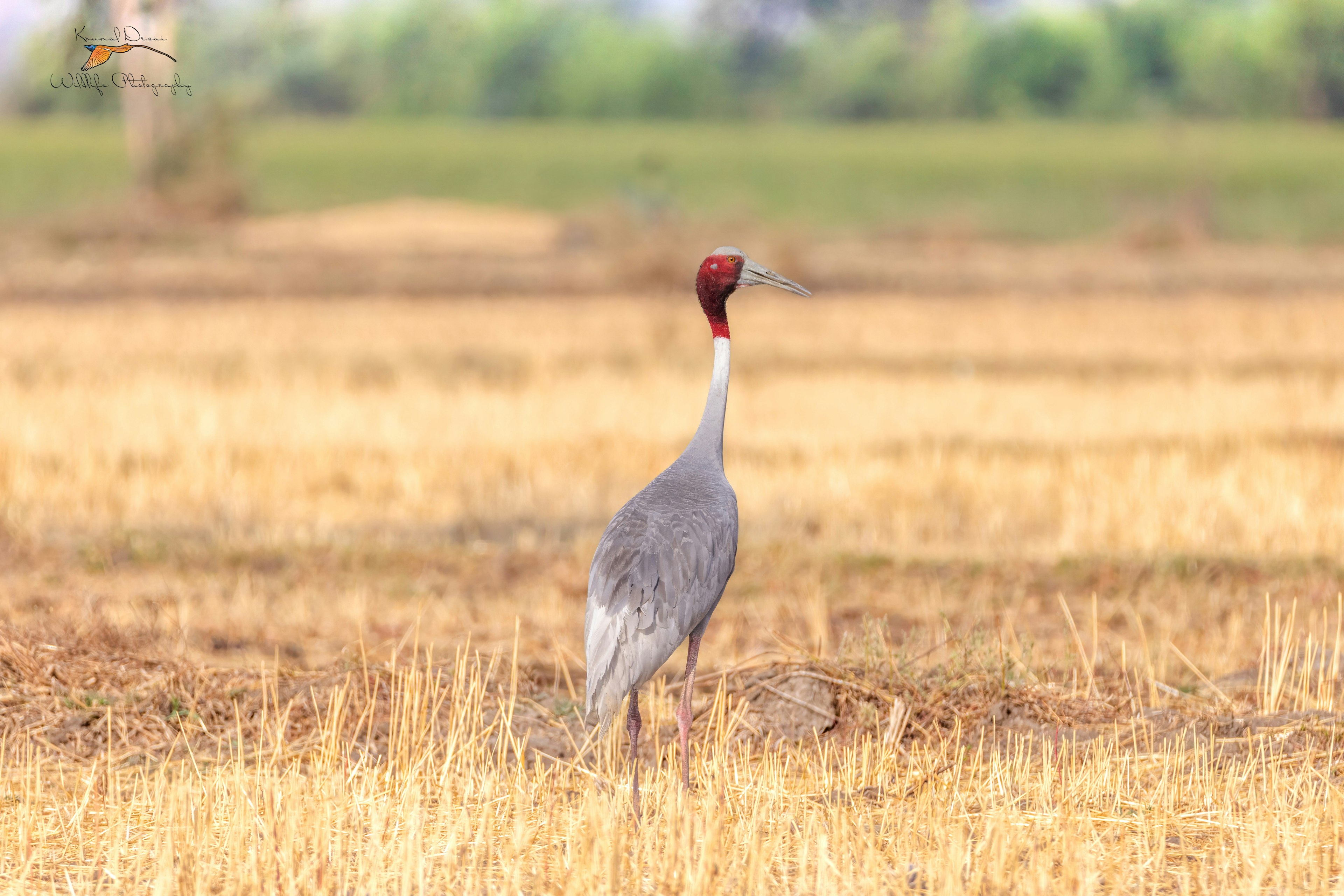 Sarus crane