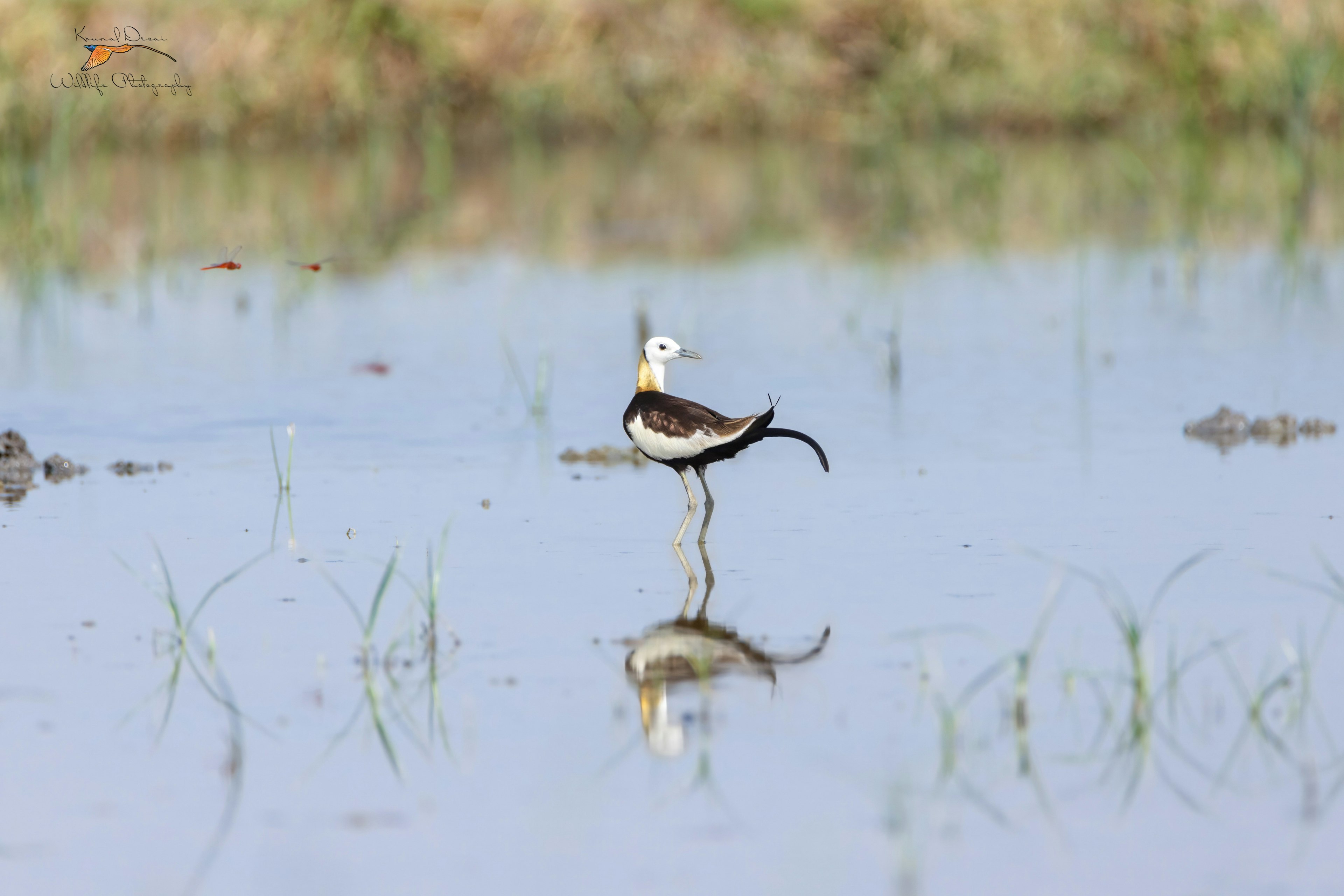 Pheasant-tailed jacana