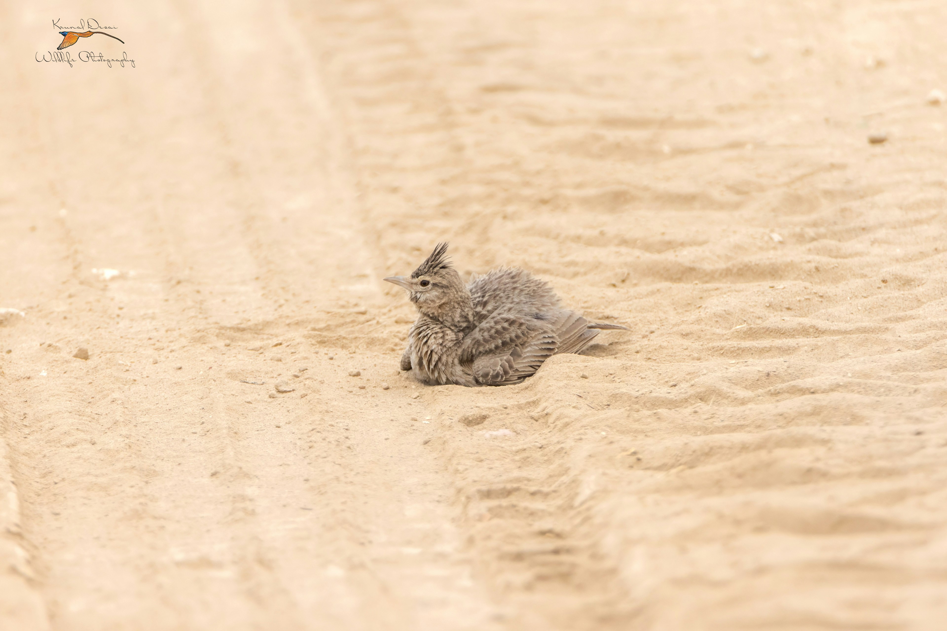 Grecian crested lark