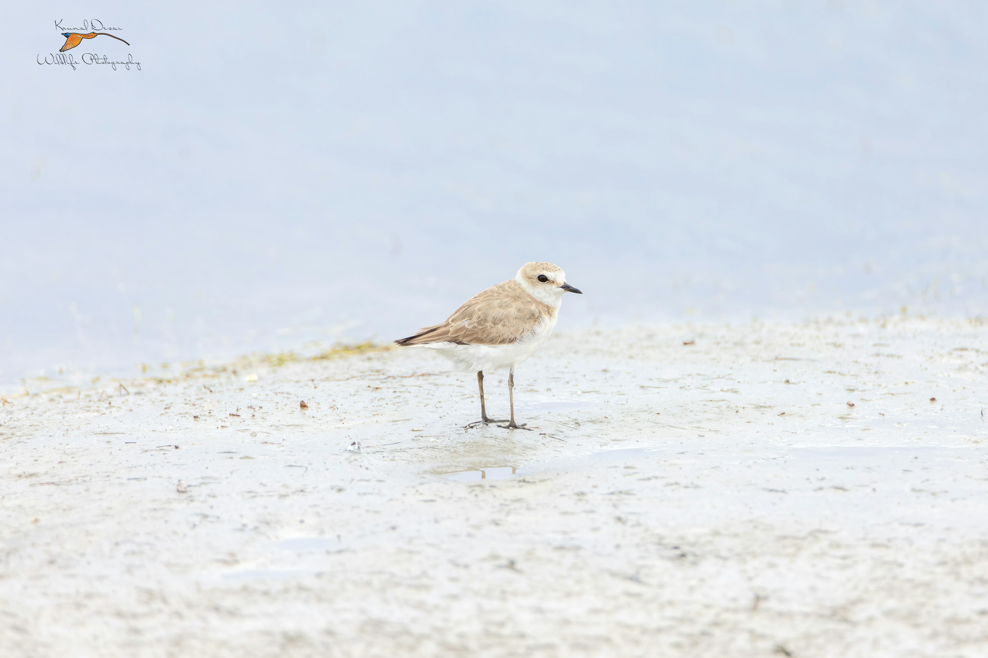 Kentish plover