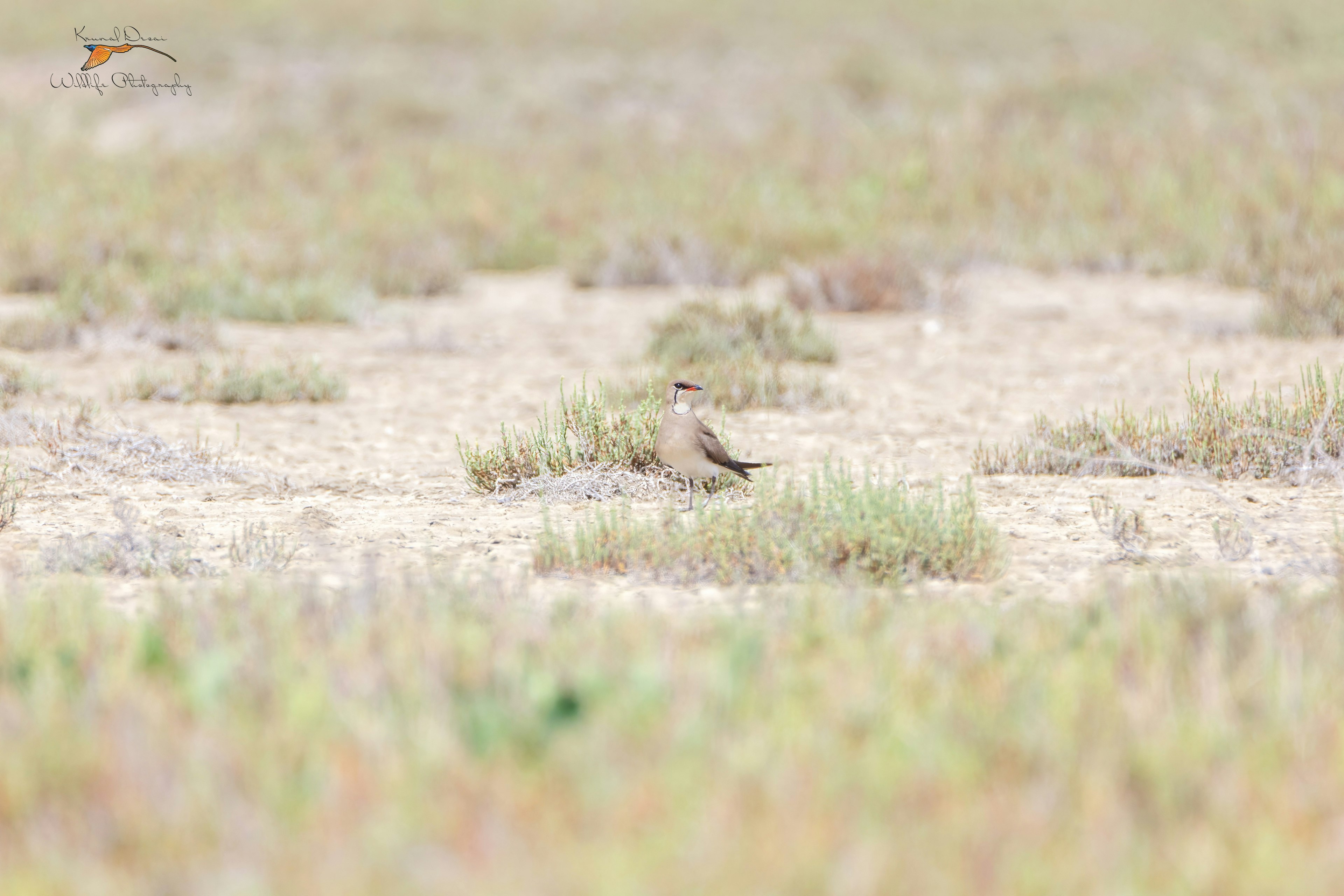 Collared pratincole