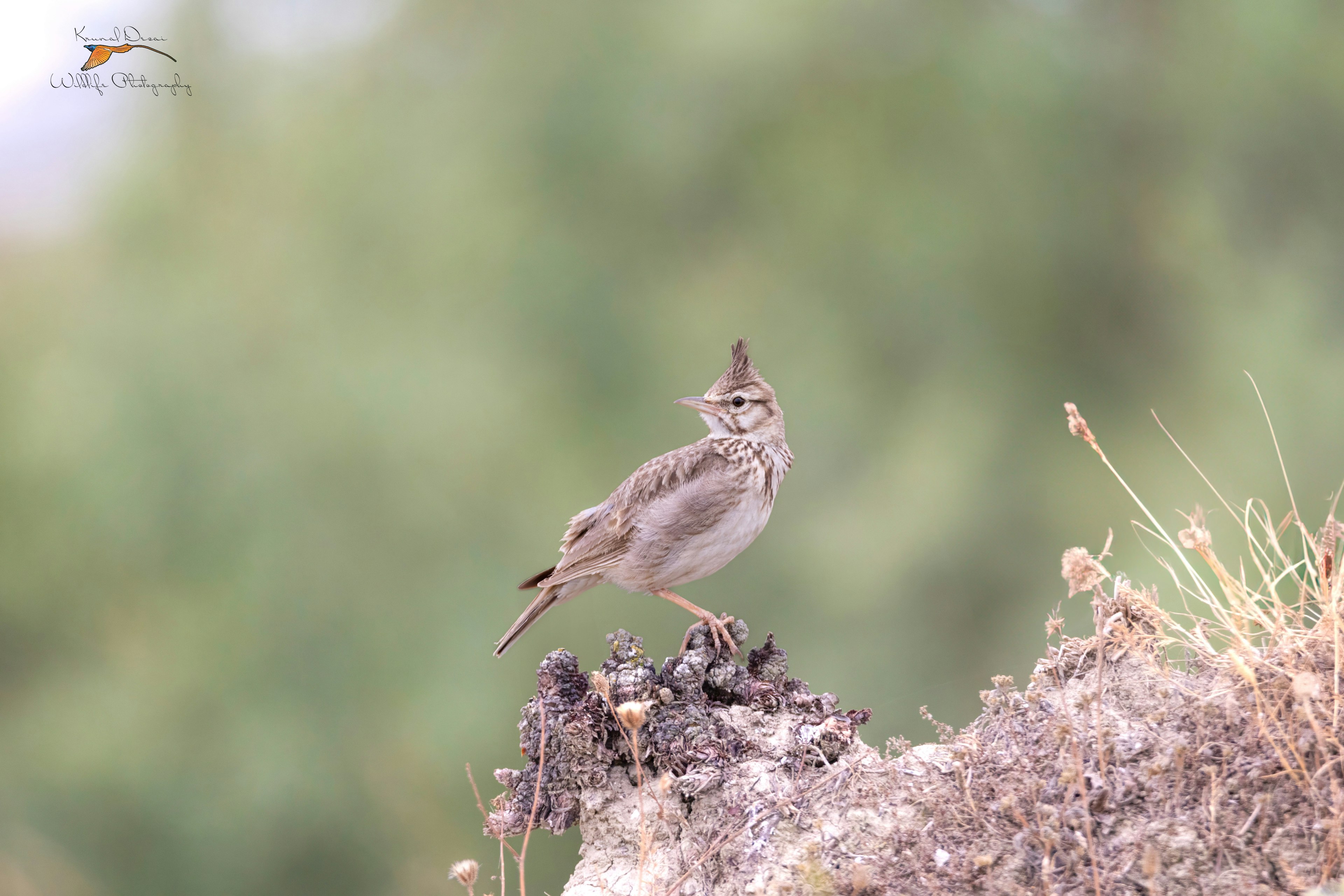 Grecian crested lark