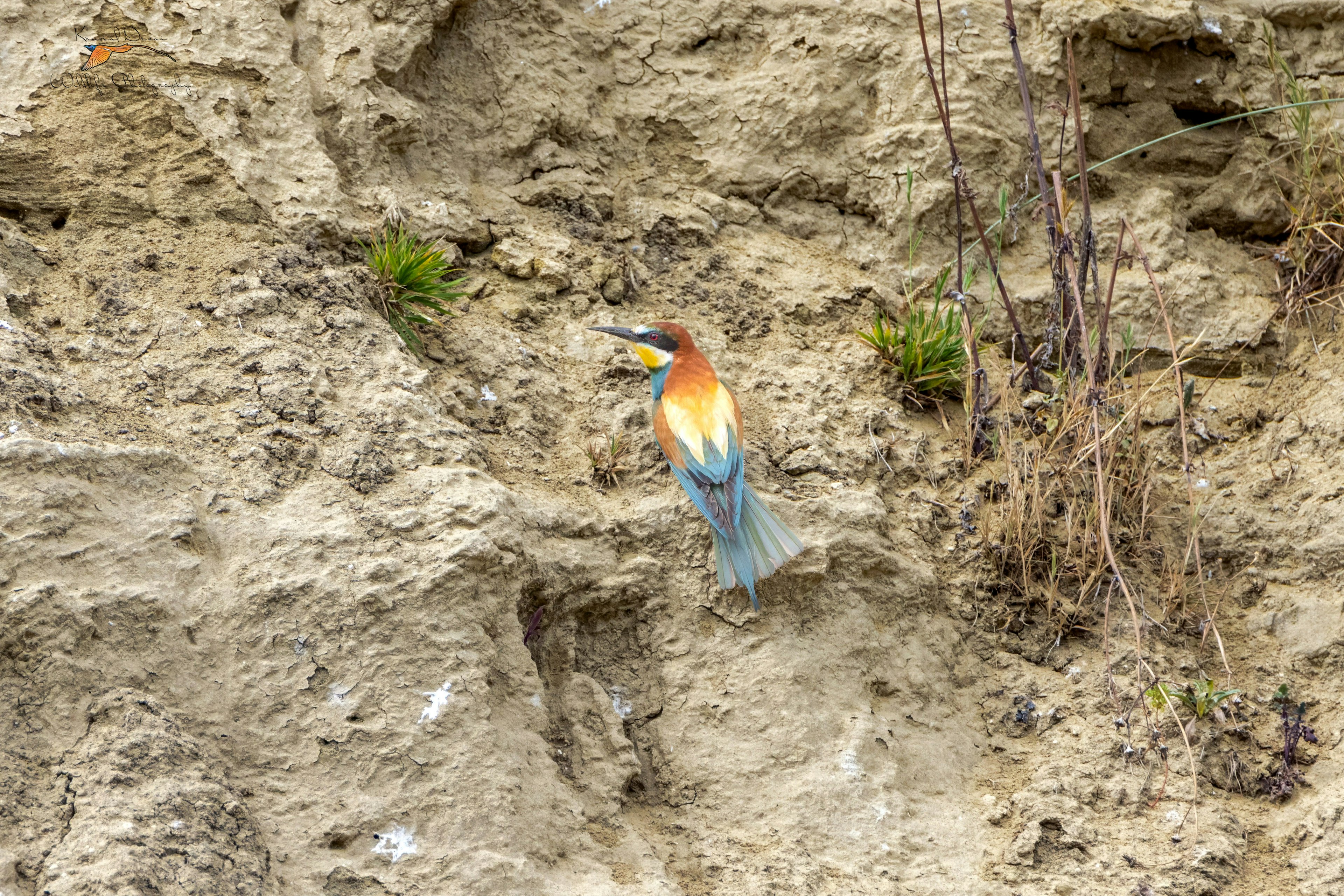 European bee-eater