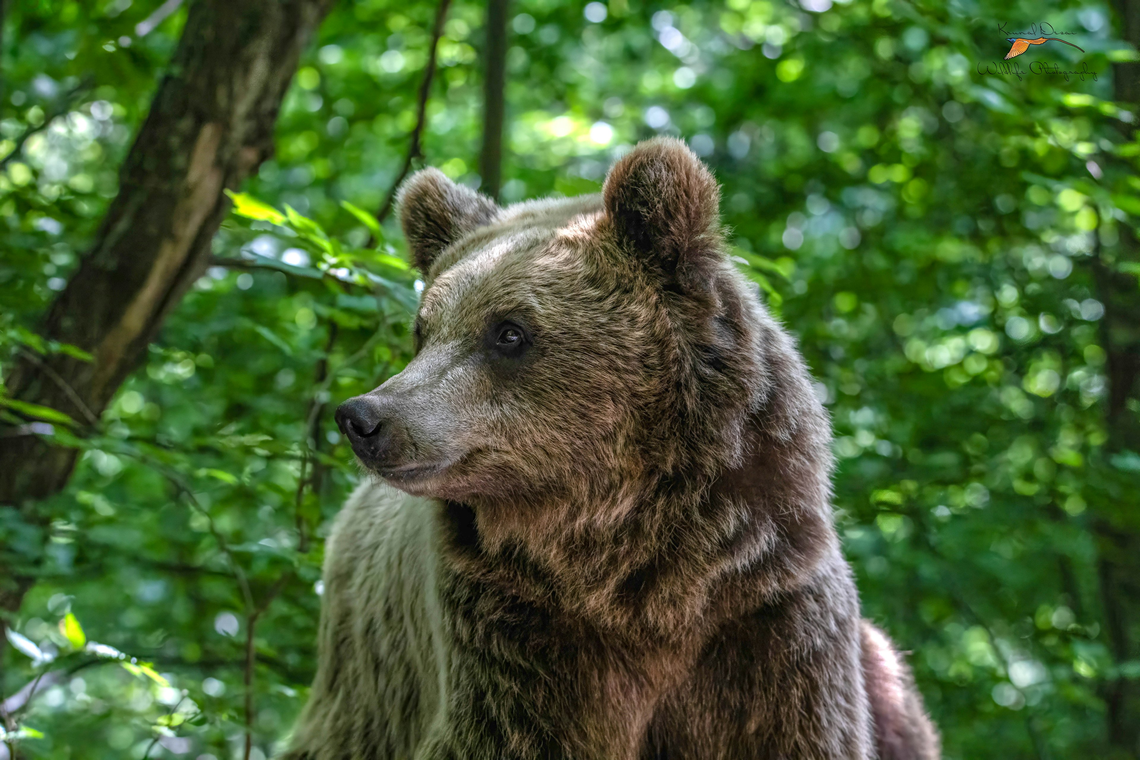 Eurasian brown bear