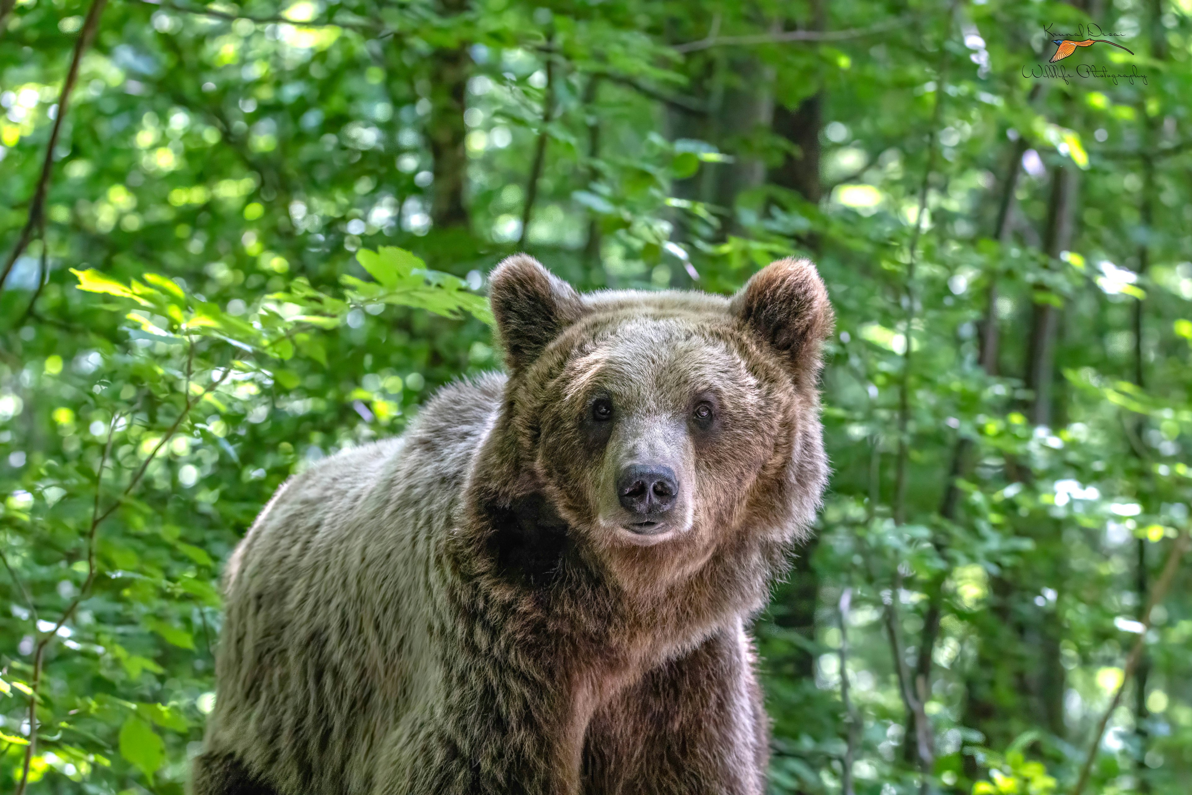 Eurasian brown bear