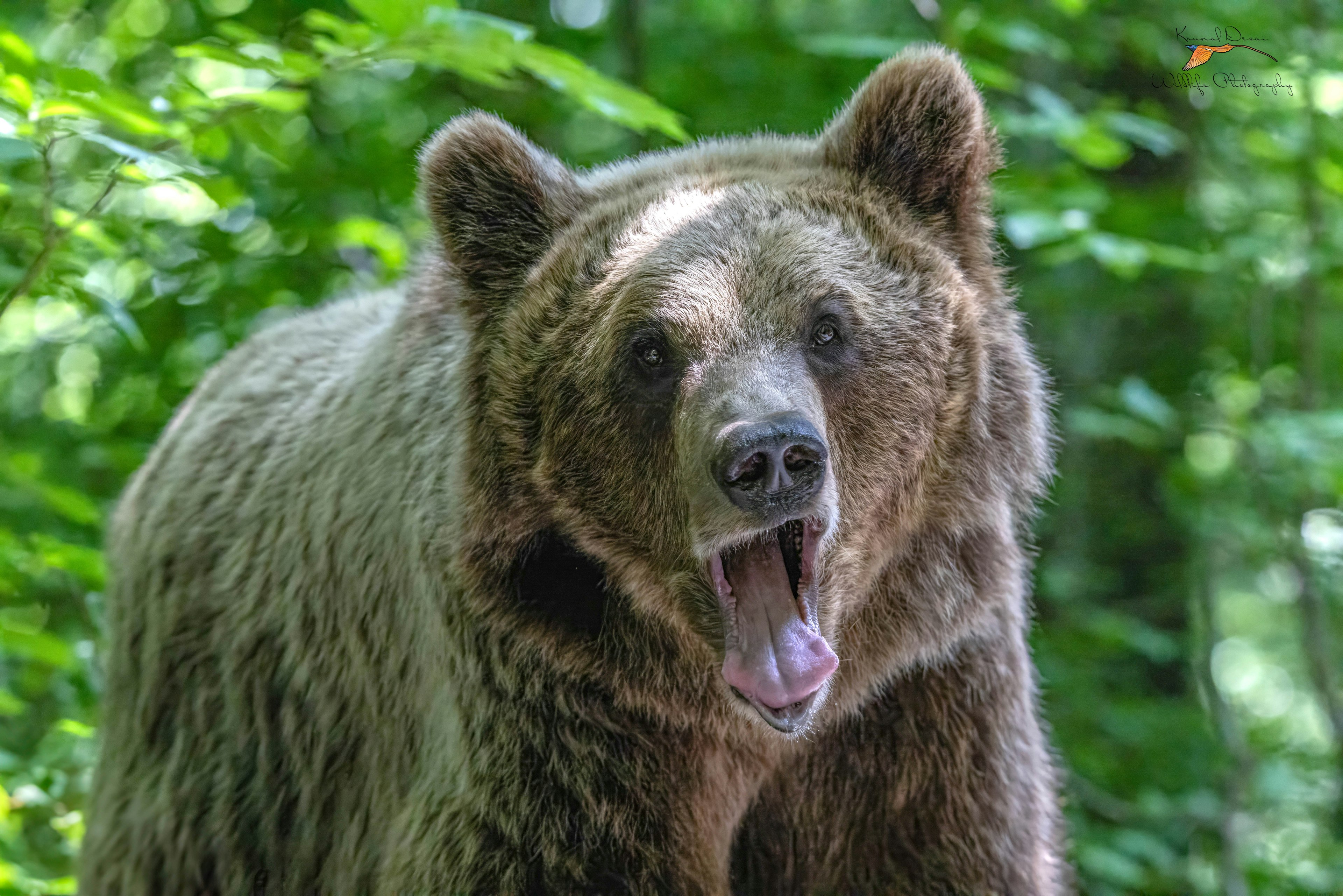 Eurasian brown bear