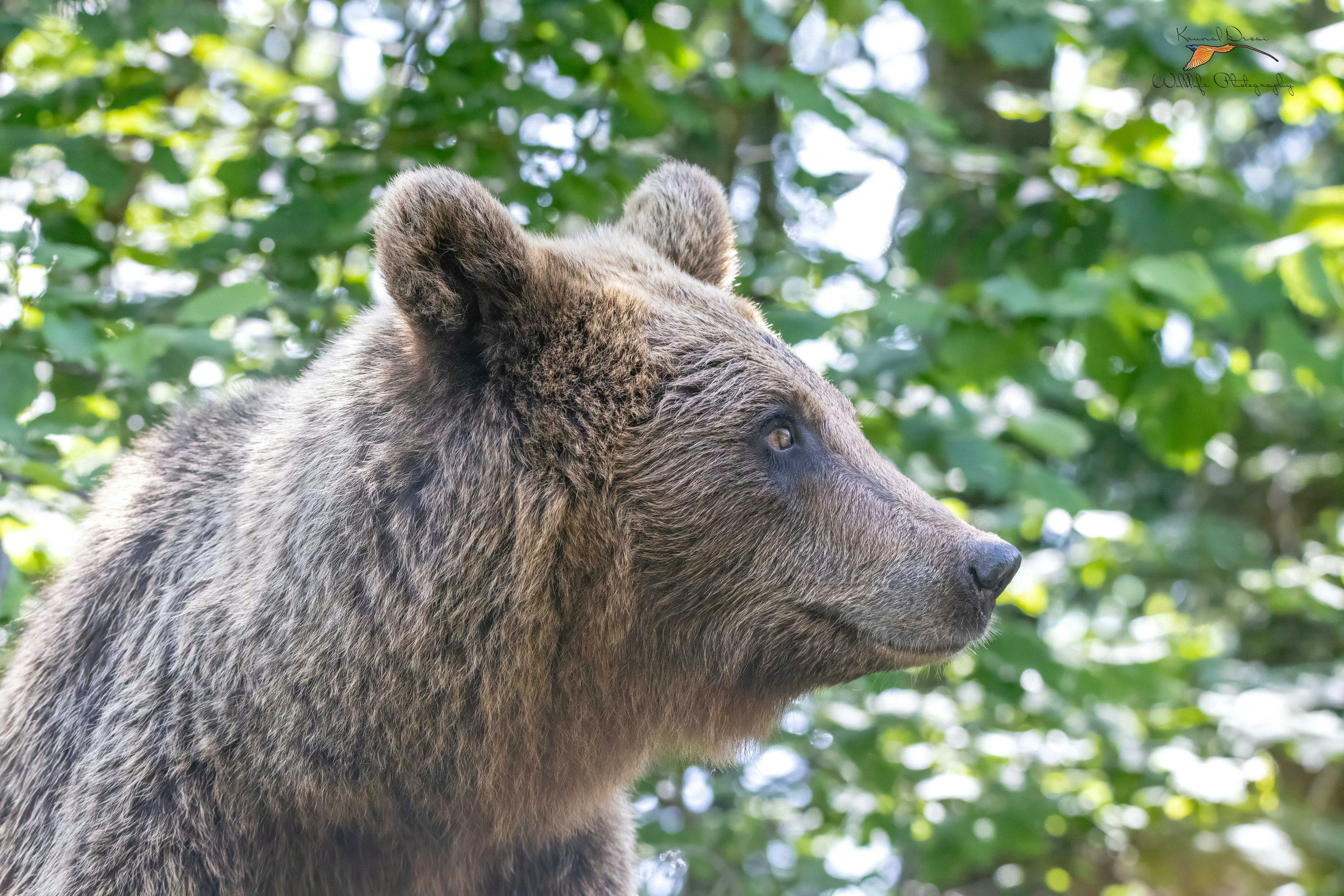 Eurasian brown bear