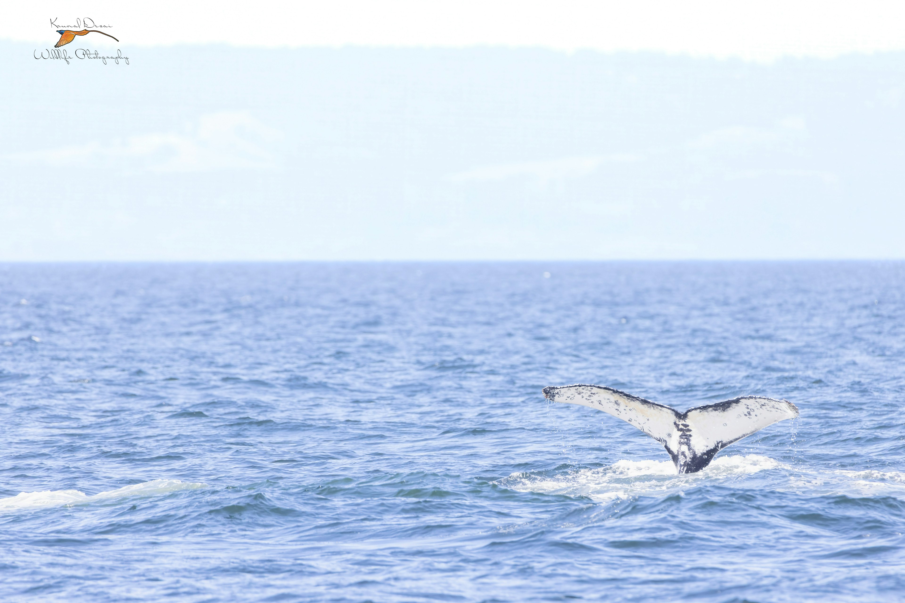 Humpback whale