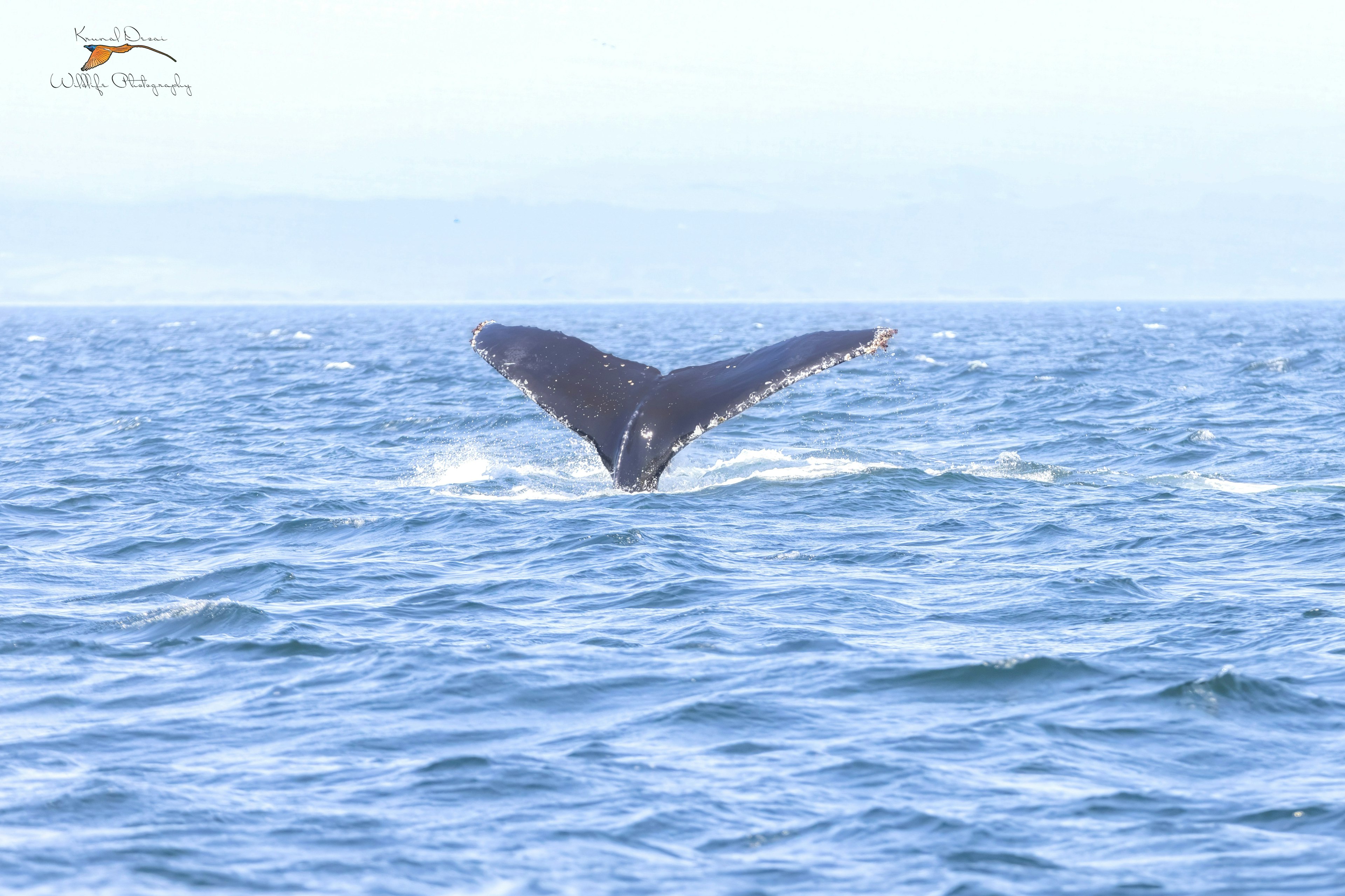 Humpback whale