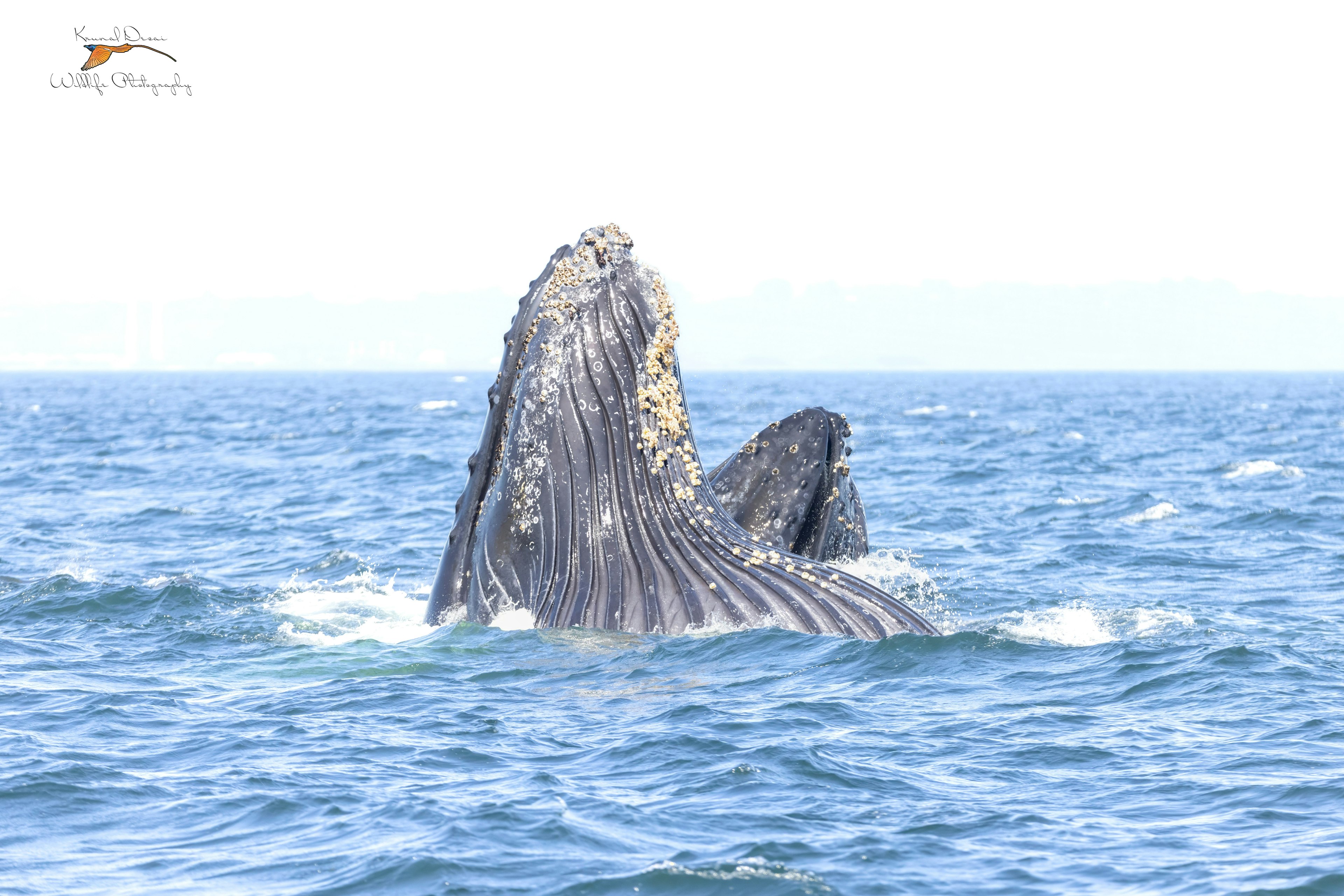 Humpback whale