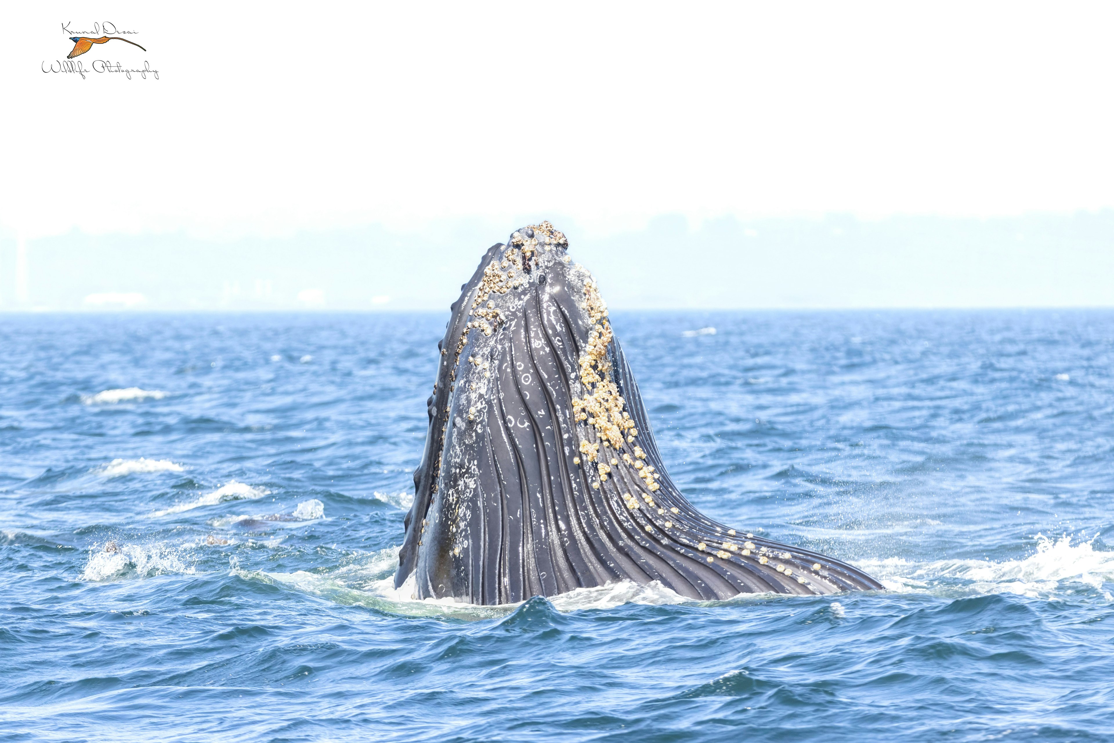 Humpback whale