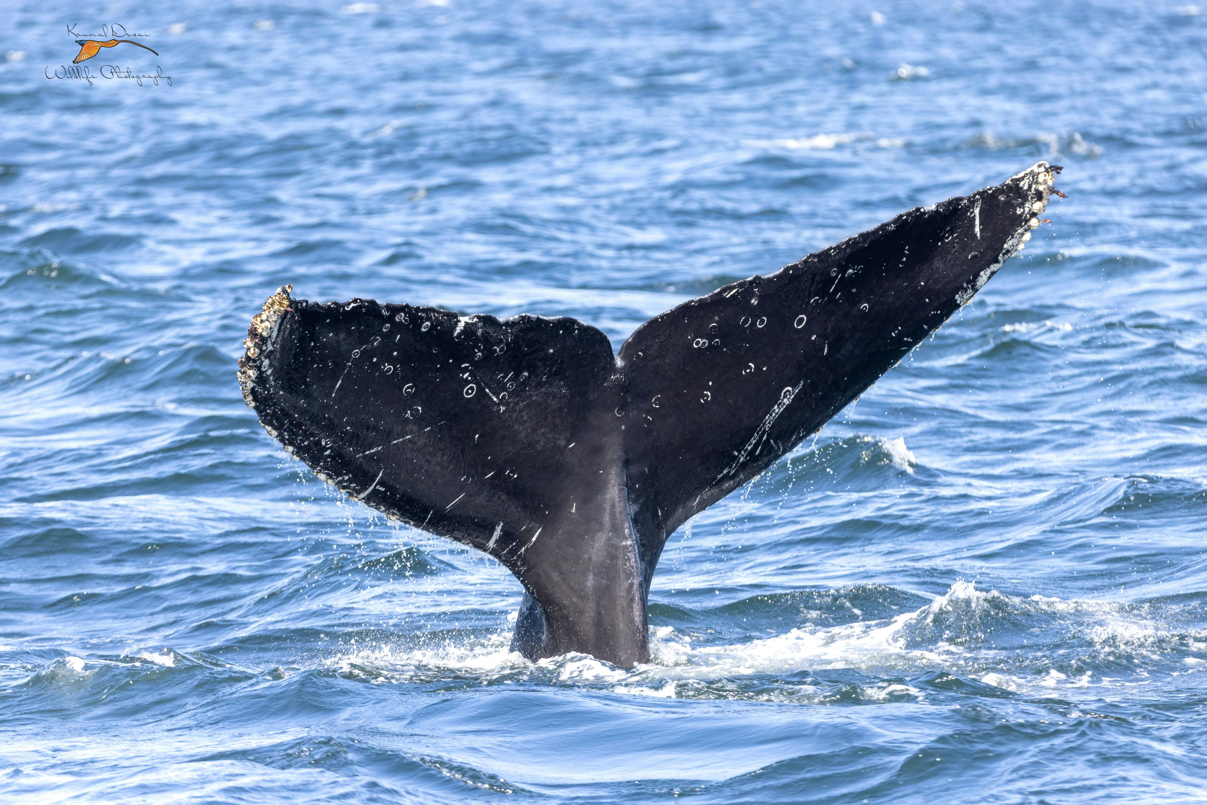 Humpback whale