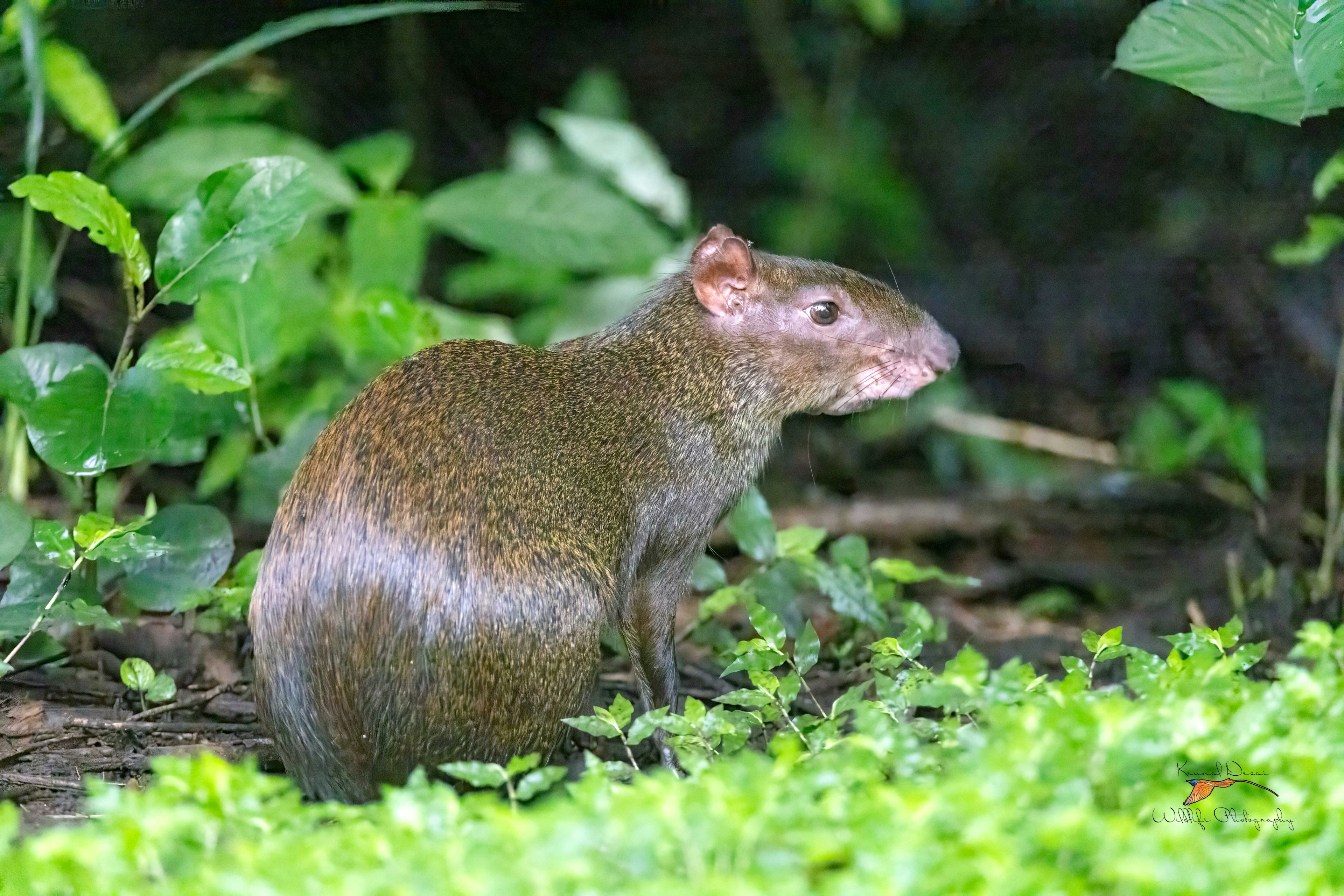 Central American agouti