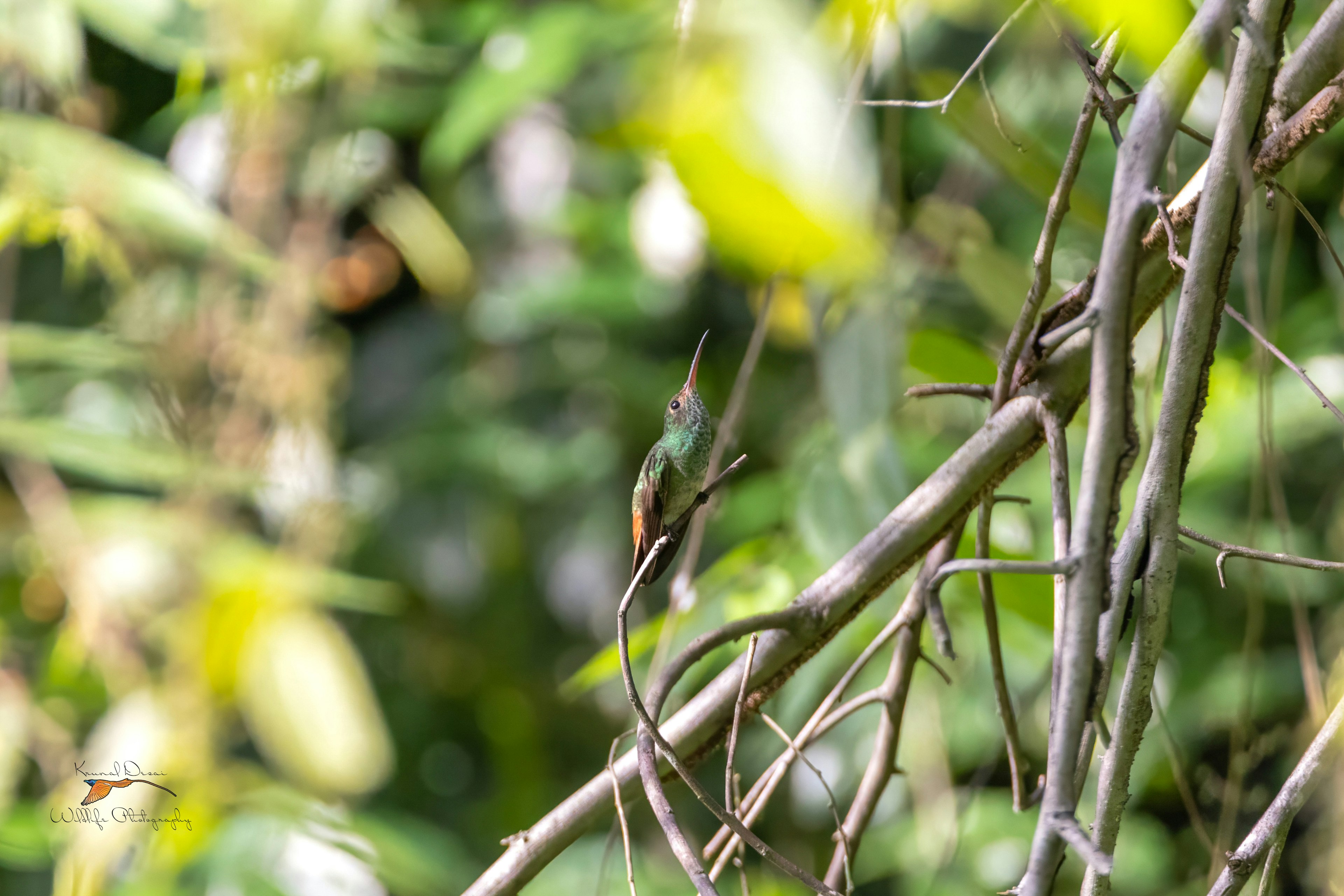 Rufous-tailed hummingbird