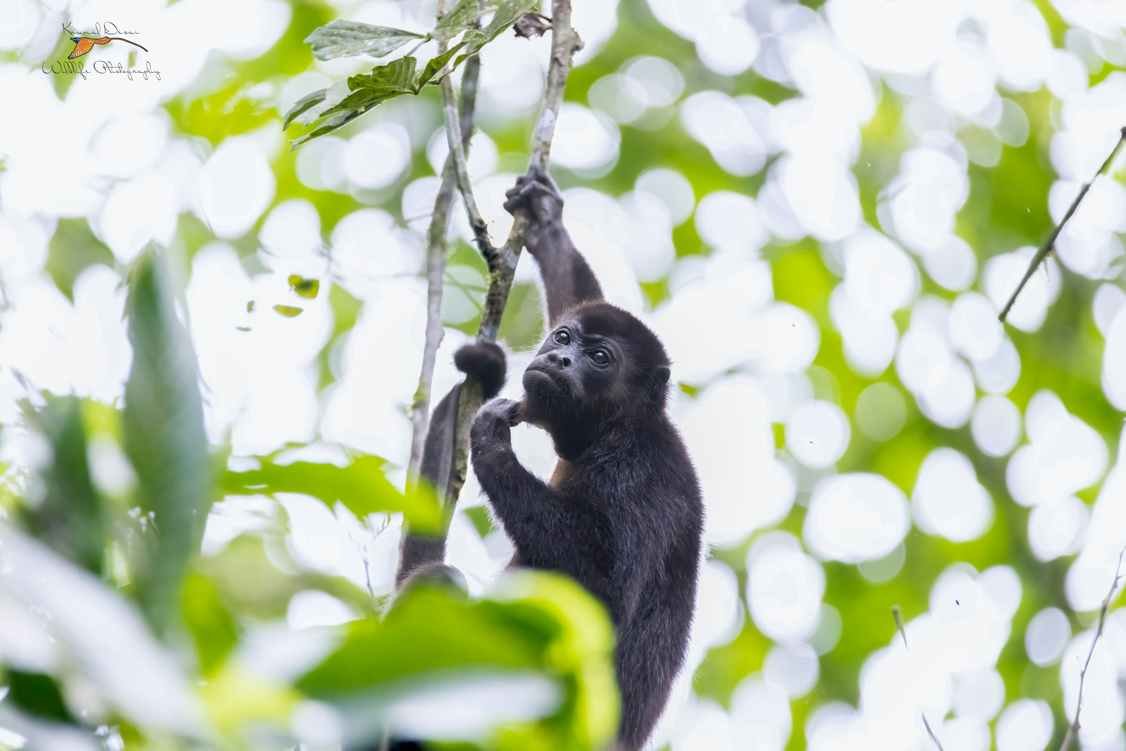 Ecuadorian mantled howler