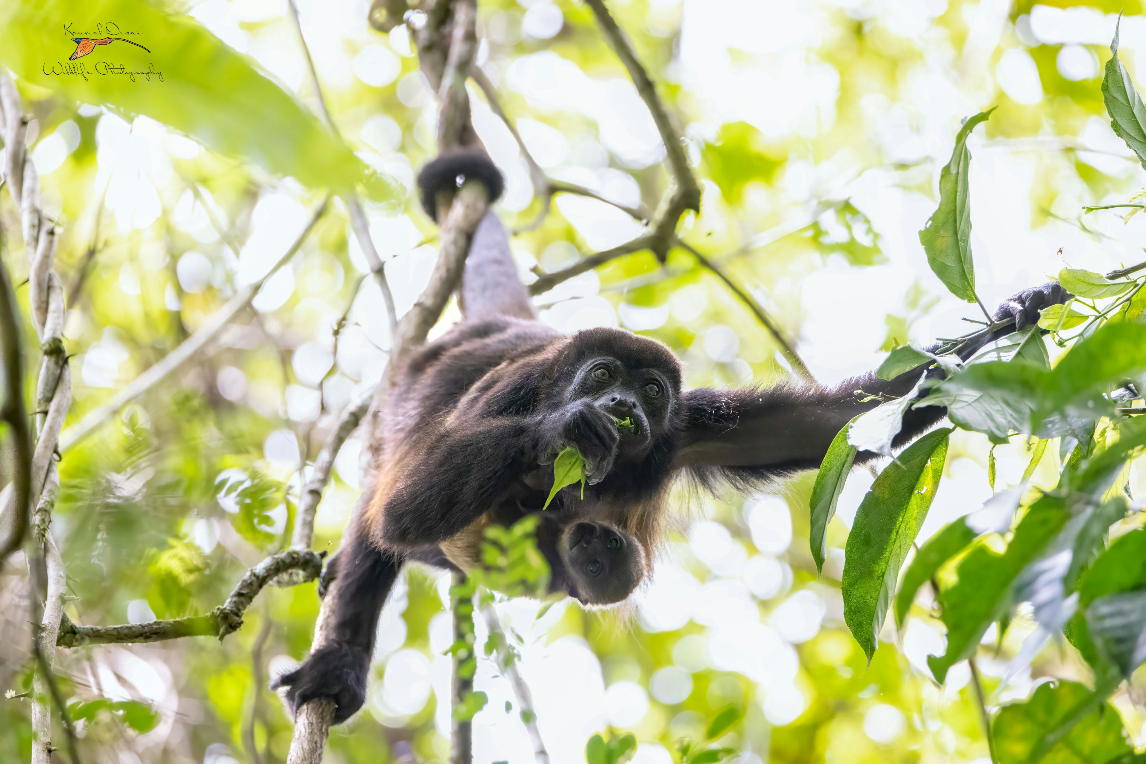 Ecuadorian mantled howler monkey 