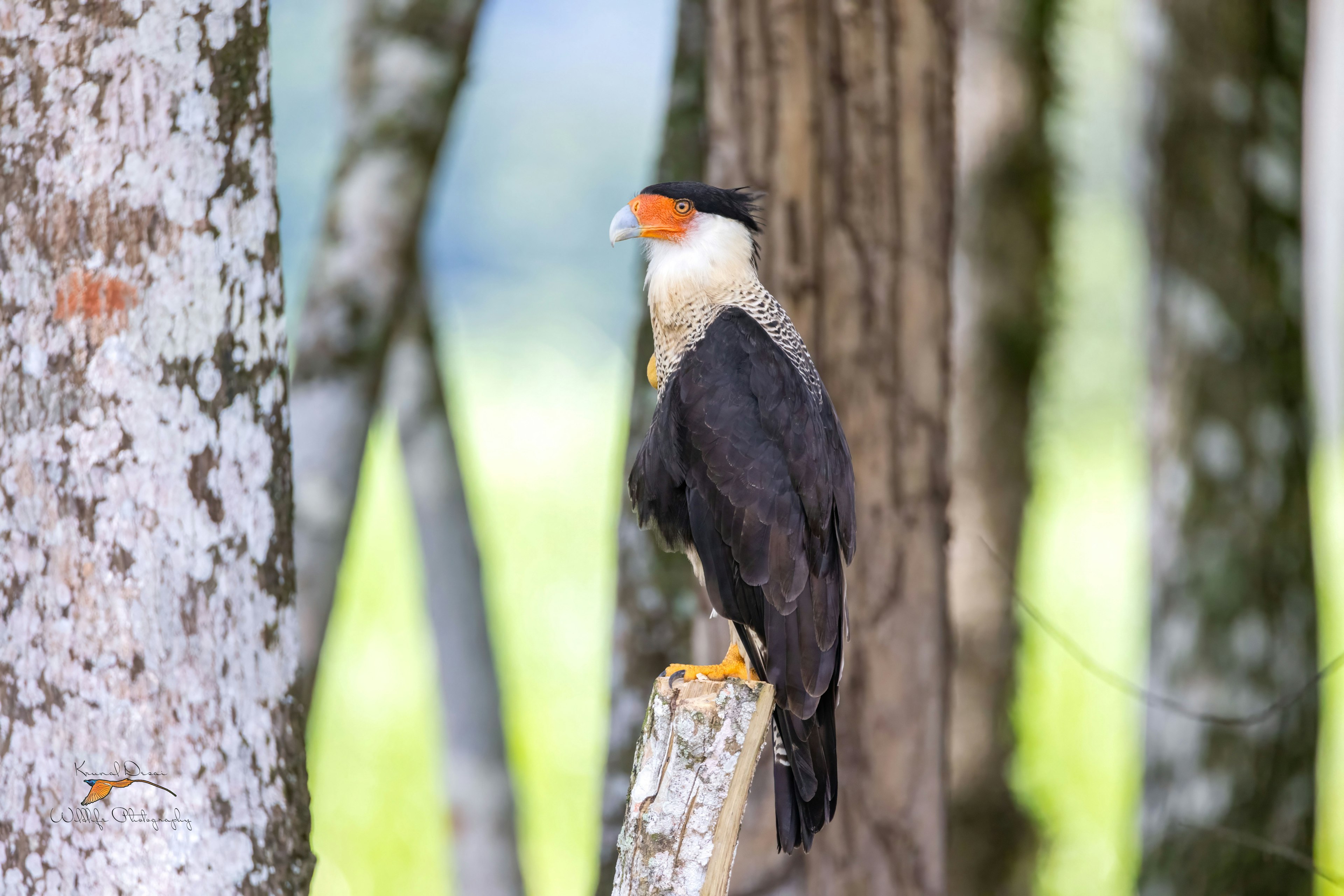 Crested caracara