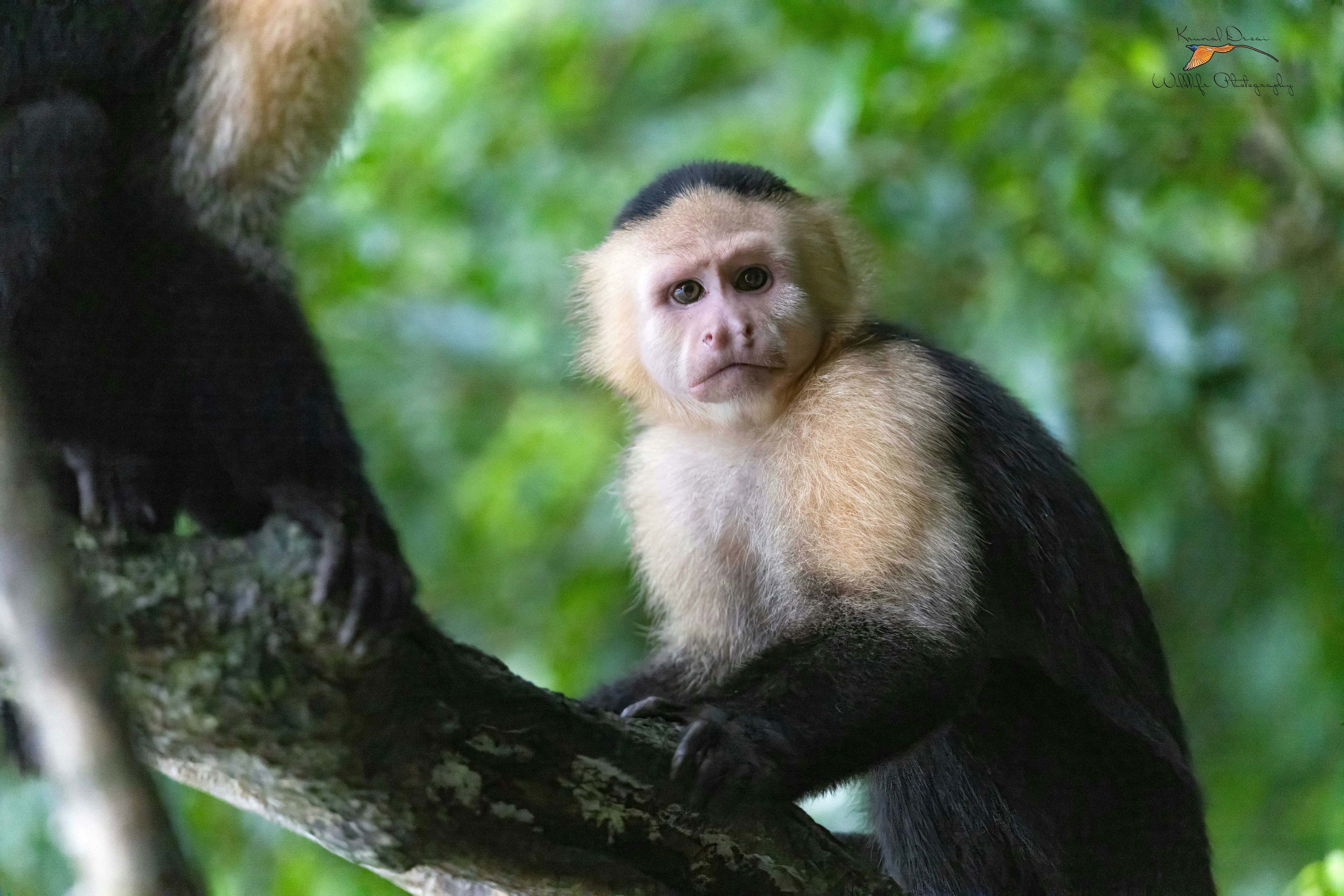 Central American white-faced capuchin